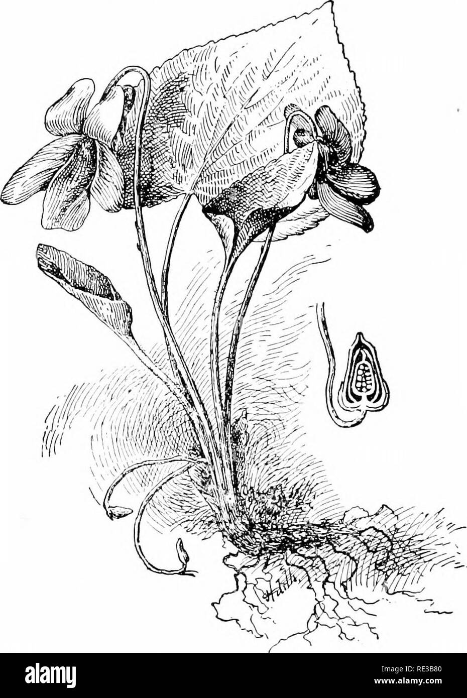 . Elementary botany. Botany. 43^ KELATION TO ENVIRONMENT, i.e. the pollination of the pistil of one flower by pollen from another, is sure to take place, if it is pollinated at all. Even in moncecious plants cross pollination often takes place between flowers of different individuals, so that. Fig. 45+- Viola cucullata; blue flowers above, clcistogamous flowers smaller and cur^'ed below Section nf pistil at right. more wiilely different stocks are united in the fertilized egg, and the strain is kept mure vigorous than if very close or identical strains were united. 848. i hit there are many fl Stock Photo