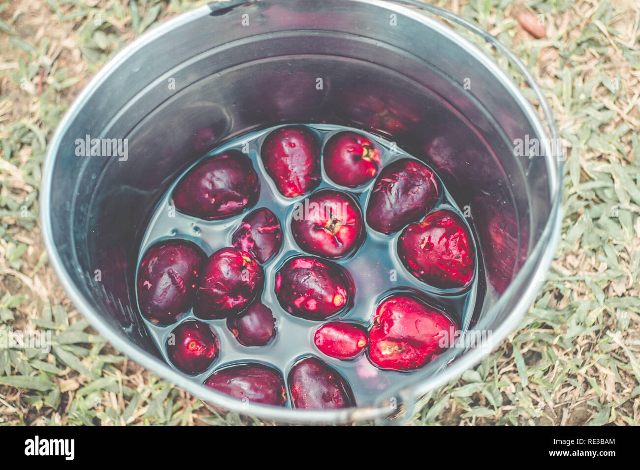 Organic fresh jambo Isolated (Syzygium malaccense) Exotic Fruit Stock Photo