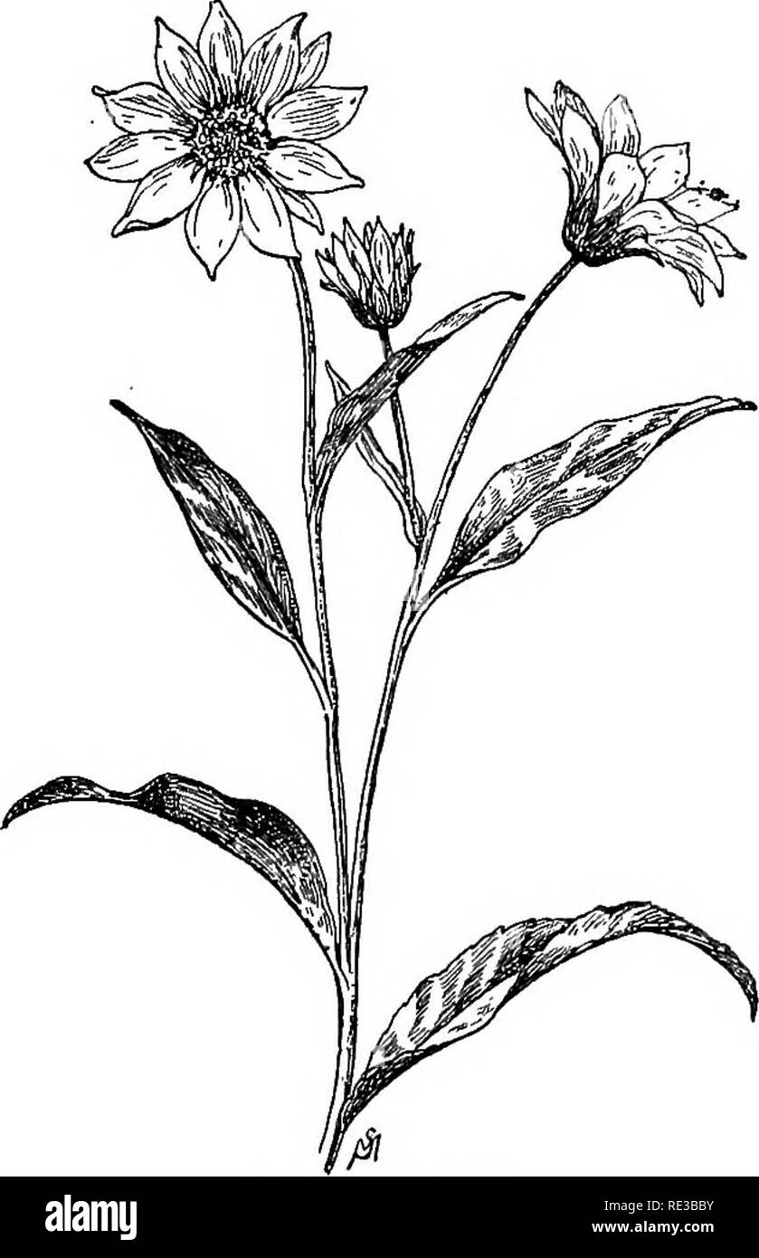 Familiar Flowers Of Field And Garden Botany July To October