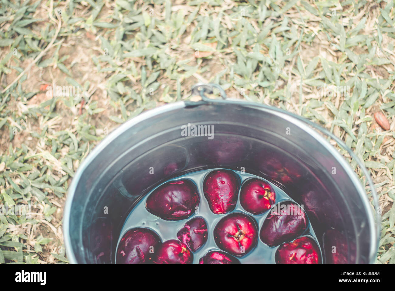 Organic fresh jambo Isolated (Syzygium malaccense) Exotic Fruit Stock Photo