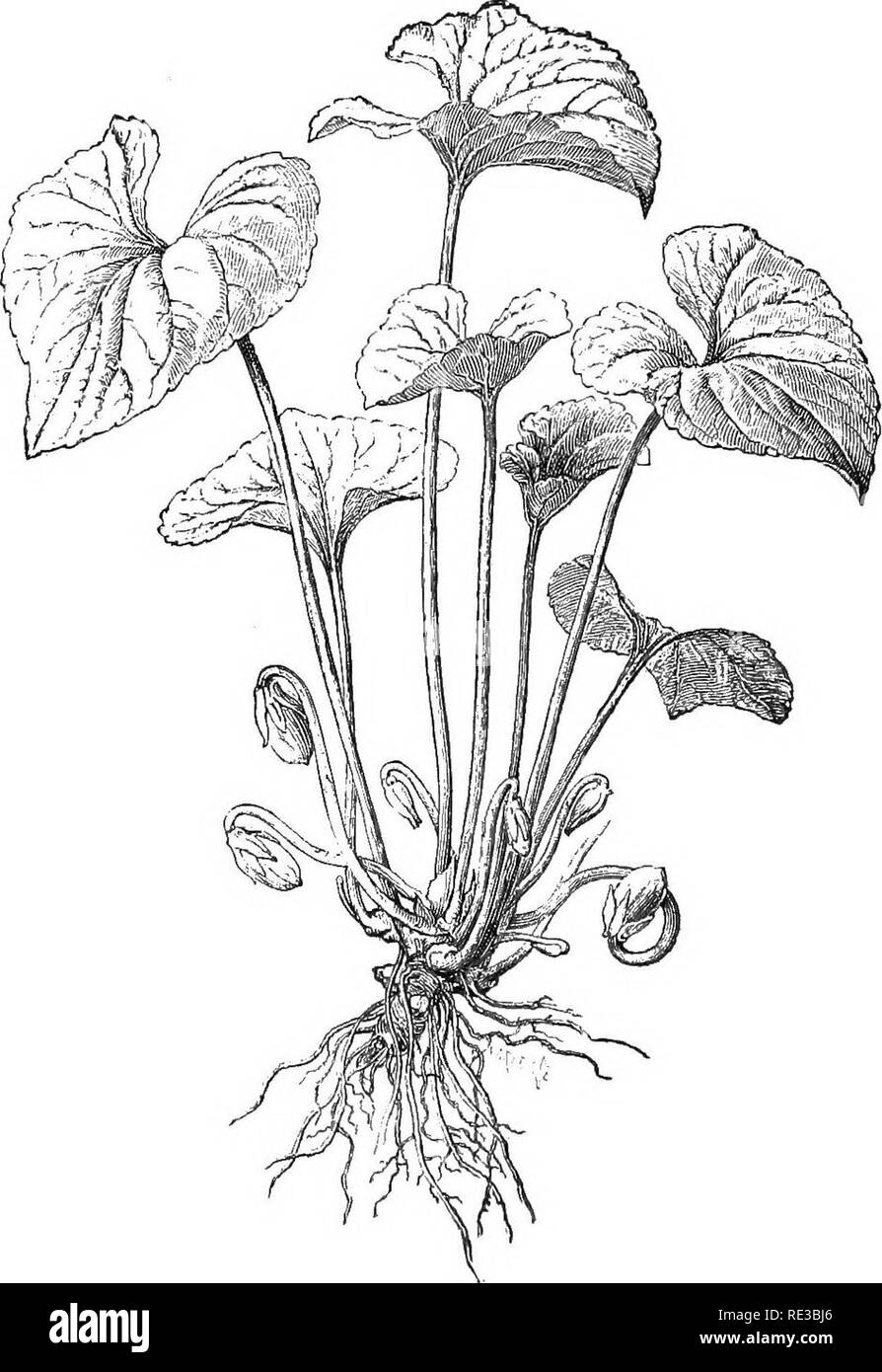 Cleistogamous flowers hires stock photography and images Alamy