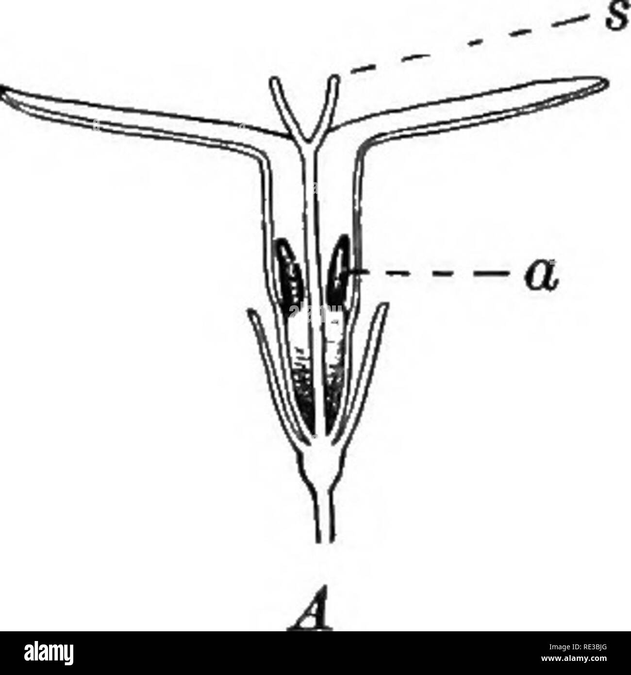 Cleistogamous Flowers High Resolution Stock Photography and Images Alamy
