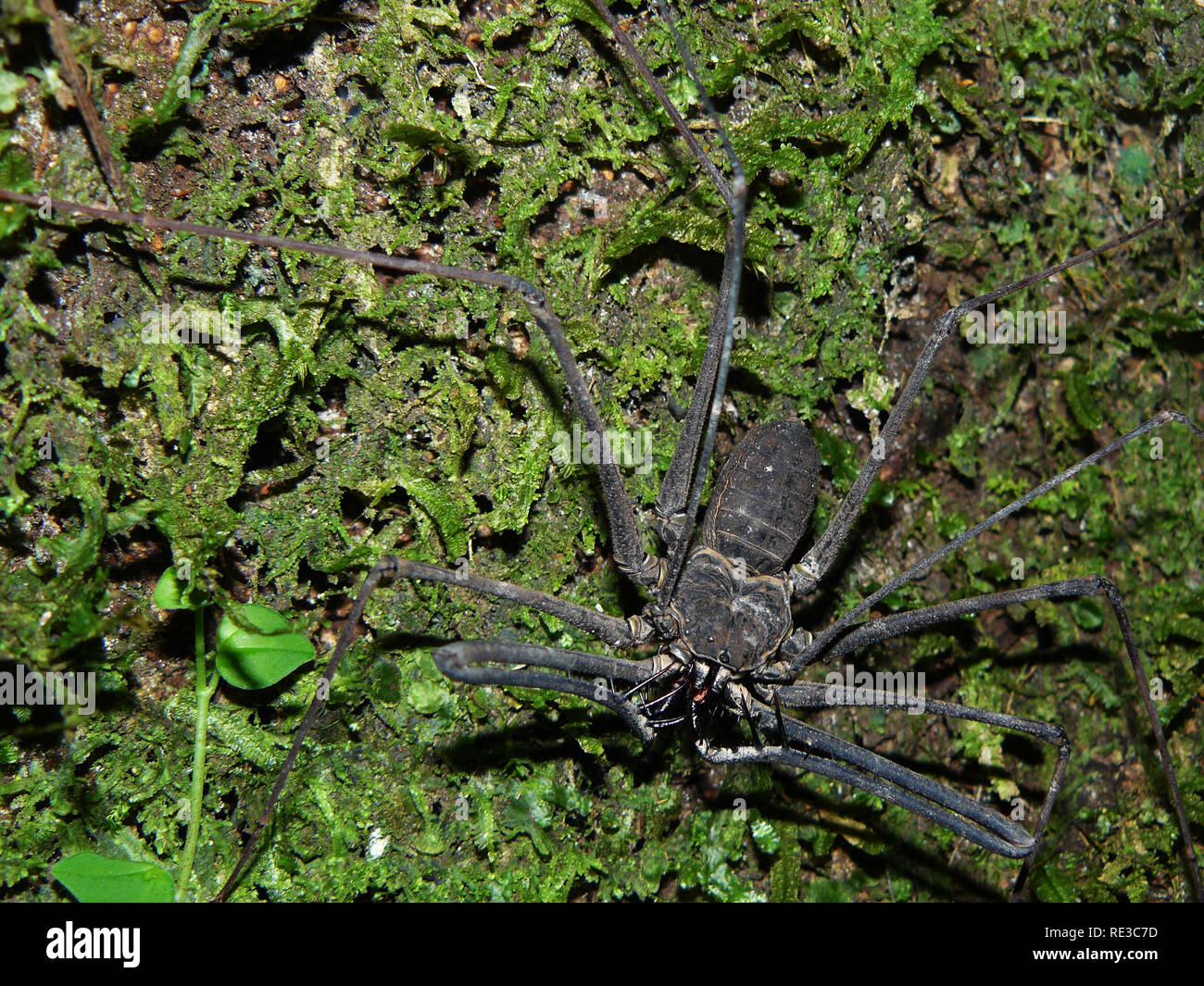 A large scorpion spider on a tree in the Amazone of Ecuador Stock Photo