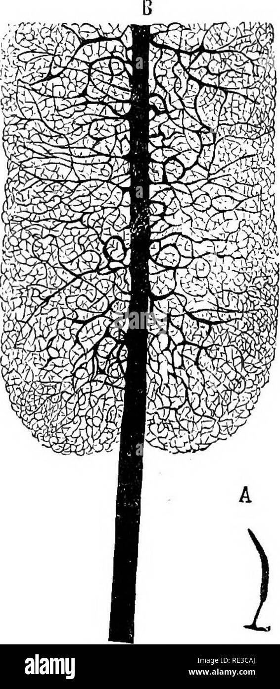 . A handbook of cryptogamic botany. Cryptogams. MYXOMYCETES 403 nourishes itself and grows, acquiring, in the case of some Physarese, great dimensions, and forming reticulated masses which may be measured by inches. Fuligo varians (Somm.) (or as it is more commonly called JEths.- lium septicum (Fr.) or ' ilowers of tan,' from its appearing during summer on tan) is such a body, but the plasmodes of other families of Myxo- mycetes, as well as of some Physarese, generally remain very small in com- parison with this. The appearance of the strands or branches of the plas- mode (under the microscope Stock Photo