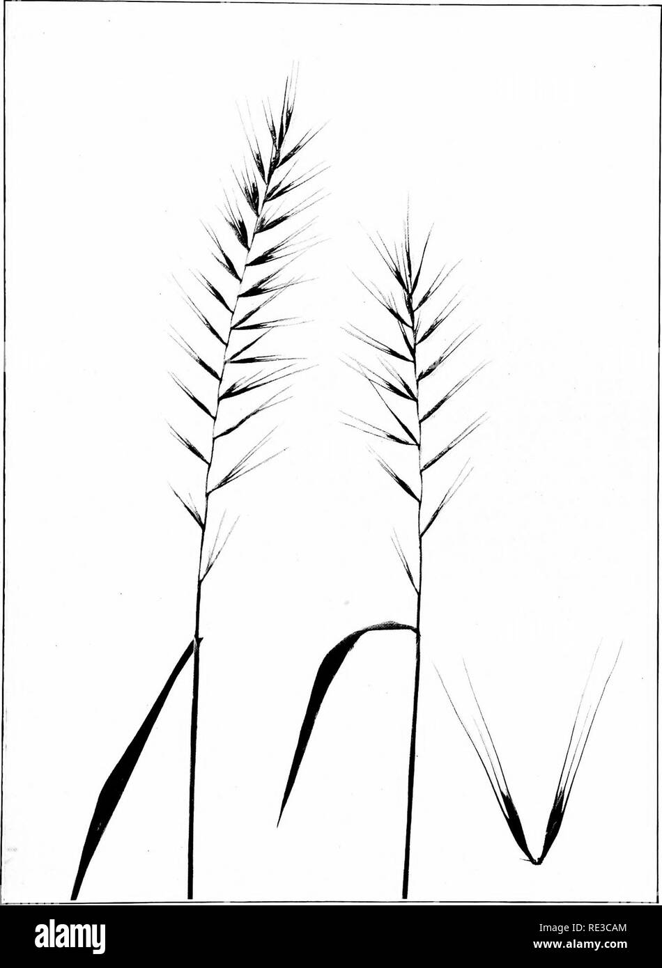 . The book of grasses; an illustrated guide to the common grasses, and the most common of the rushes and sedges. Grasses; Juncaceae; Cyperaceae. BOTTLE-BRUSH GRASS (Hyslrix palula). One half natural size. Spikelets enlarged by two and a half. Please note that these images are extracted from scanned page images that may have been digitally enhanced for readability - coloration and appearance of these illustrations may not perfectly resemble the original work.. Francis, Mary Evans. Garden City, N. Y. , Doubleday, Page &amp; Co. Stock Photo