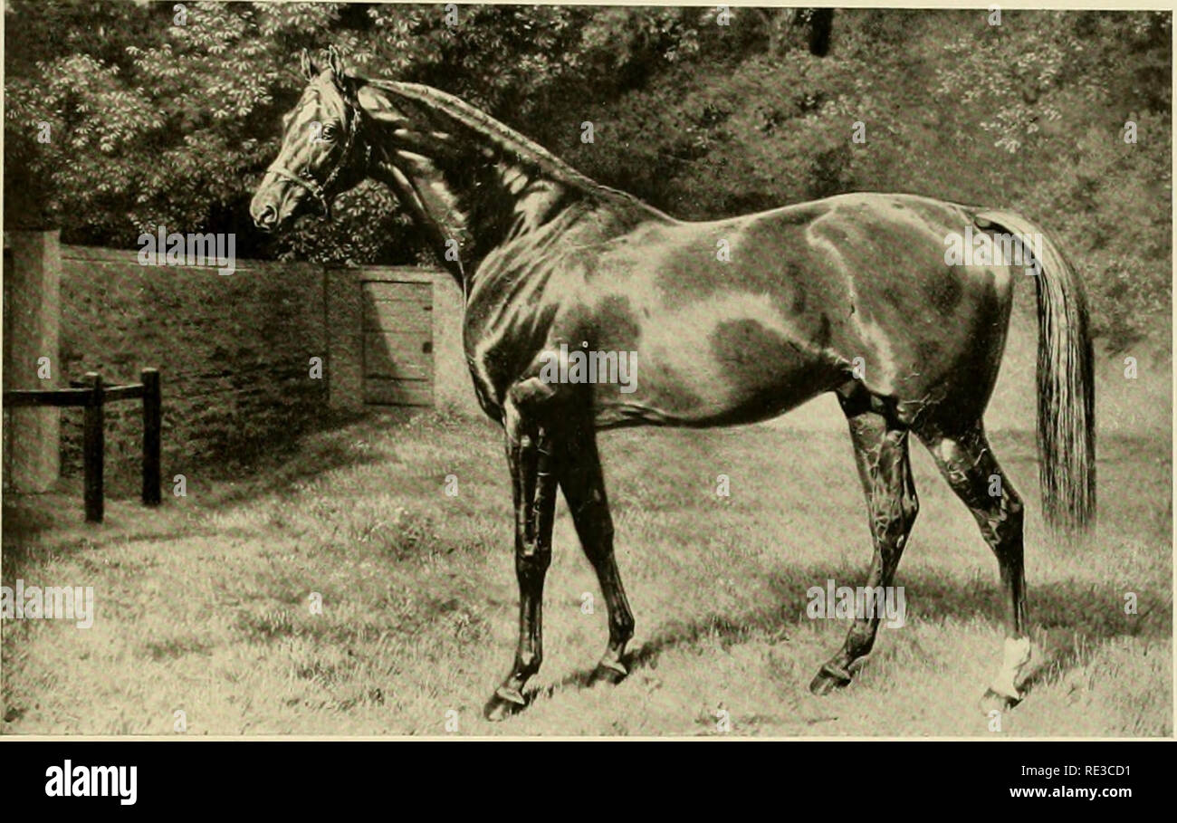 Eclipse horse painting hires stock photography and images Alamy