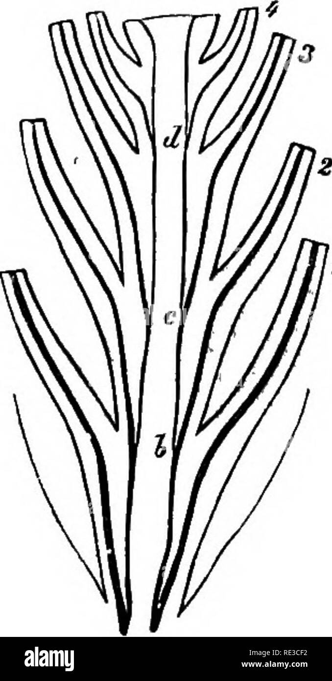 . Comparative anatomy of the vegetative organs of the phanerogams and