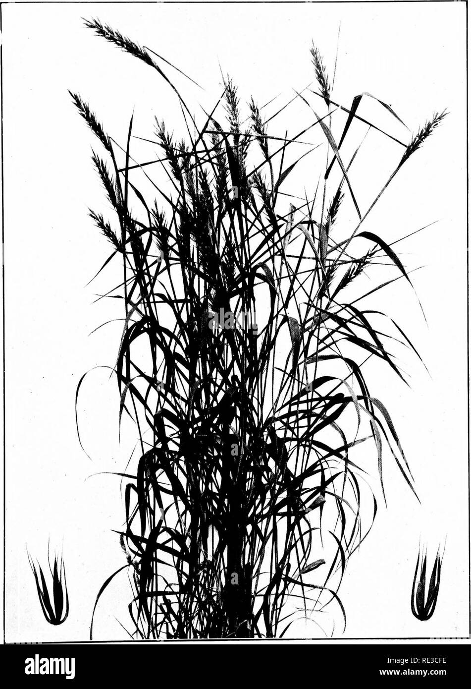 . The book of grasses; an illustrated guide to the common grasses, and the most common of the rushes and sedges. Grasses; Juncaceae; Cyperaceae. TERRELL â GRASS OR WILD R'E (Â£/ymÂ«s I'lVsiiii-Hil Plant was three feet high. Spikelets enlarged by two. Please note that these images are extracted from scanned page images that may have been digitally enhanced for readability - coloration and appearance of these illustrations may not perfectly resemble the original work.. Francis, Mary Evans. Garden City, N. Y. , Doubleday, Page &amp; Co. Stock Photo