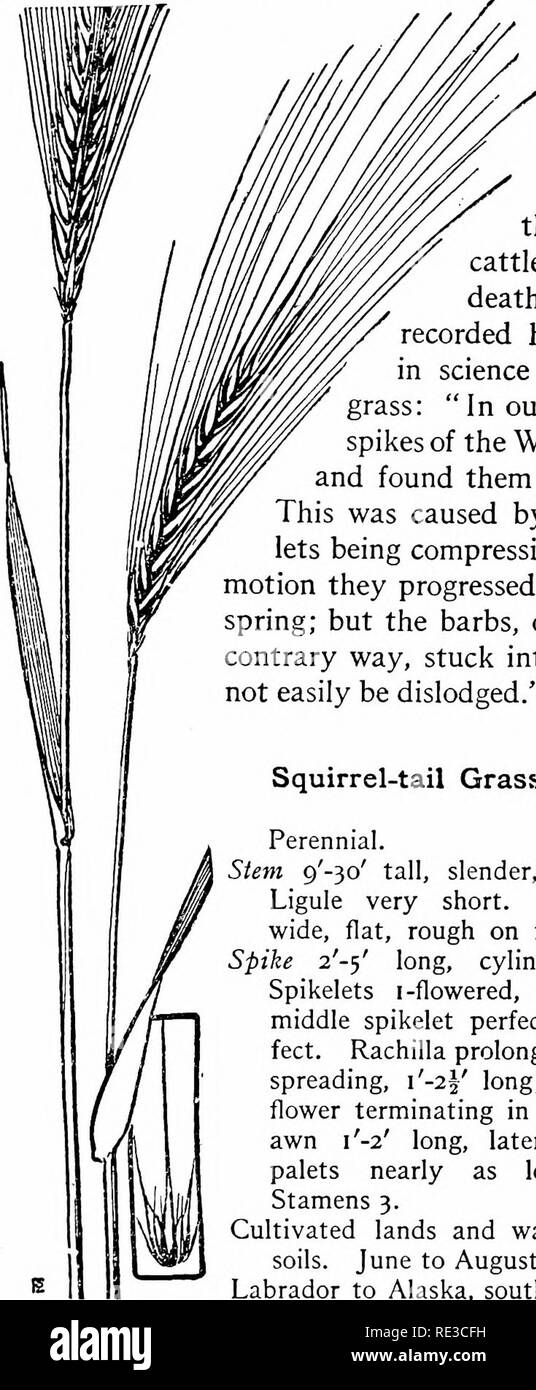 . The book of grasses; an illustrated guide to the common grasses, and the most common of the rushes and sedges. Grasses; Juncaceae; Cyperaceae. The Book of Grasses places, more It is a tufted annual, bearing looser sheaths, narrower, compressed spikes, and larger spikelets than does the Squirrel-tail Grass, but its presence renders hay fully as valueless since the sharp awns, like those of the more com- mon species, penetrate the flesh of sheep and cattle, and occasionally cause death. An English botanist recorded his earlier achievements science when he wrote of this grass: &quot; In our you Stock Photo