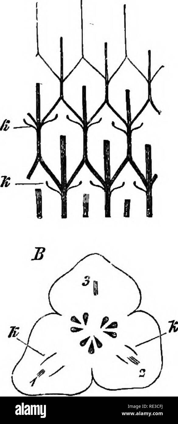 . Comparative anatomy of the vegetative organs of the phanerogams and ferns;. Plant anatomy; Ferns. FIG. 107 (20).—Clematis Viticella. Transverse section through a young internode; further explanation in the text. A that from the two cotyledons four bundles of the trace pass down into the hypocoty- ledonary section. In all investigated cases the bundles of the trace of the first epicotyledonary leaves insert themselves on the cotyledonary bundles at or close below the cotyledonary node. With the single exception of Ginkgo, the trace of foliage and scale leaves passing through the stem is in th Stock Photo