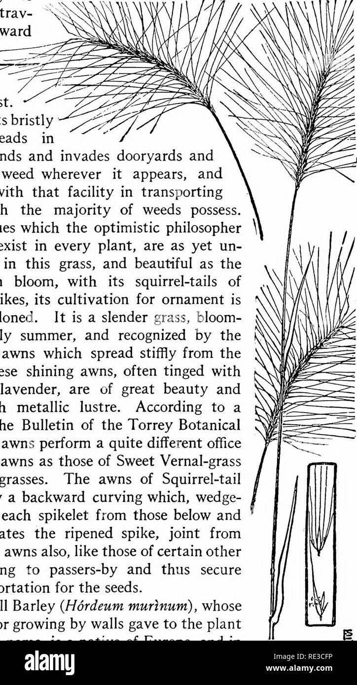. The book of grasses; an illustrated guide to the common grasses, and the most common of the rushes and sedges. Grasses; Juncaceae; Cyperaceae. Illustrated Description of the Grasses The Squirrel-tail Grass, a most unworthy relative of so useful a grain, has reversed the usual order of migrating plants and for a number of years has been trav- elling eastward from the Middle ^ States and the West. It spreads its bristly flowering-heads in. waste grounds and invades dooryards and gardens, a weed wherever it appears, and furnished with that facility in transporting itself which the majority of w Stock Photo