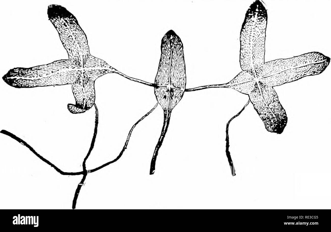 . Elementary botany. Botany. HOW PLANTS OBTAIN WATER. 27 'frond.&quot; A single rootlet grows out from the under side anrl is destitute. Fig. 3 Fig. 37. Fronds of the duckweed (Lemna trisculca). of root hairs. Absorption of water therefore takes place through this rootlet and through the under side of the &quot;frond.&quot; 62. Spirodela poly- rhiza.—This is a very  curious plant, closely re- lated to the lemna and sometimes placed in the same genus. It occurs in similar situations, and is very readily grown in Spirudela pulyrhiza. aquaria. It reminds one of a little insect as seen in fig. 38 Stock Photo