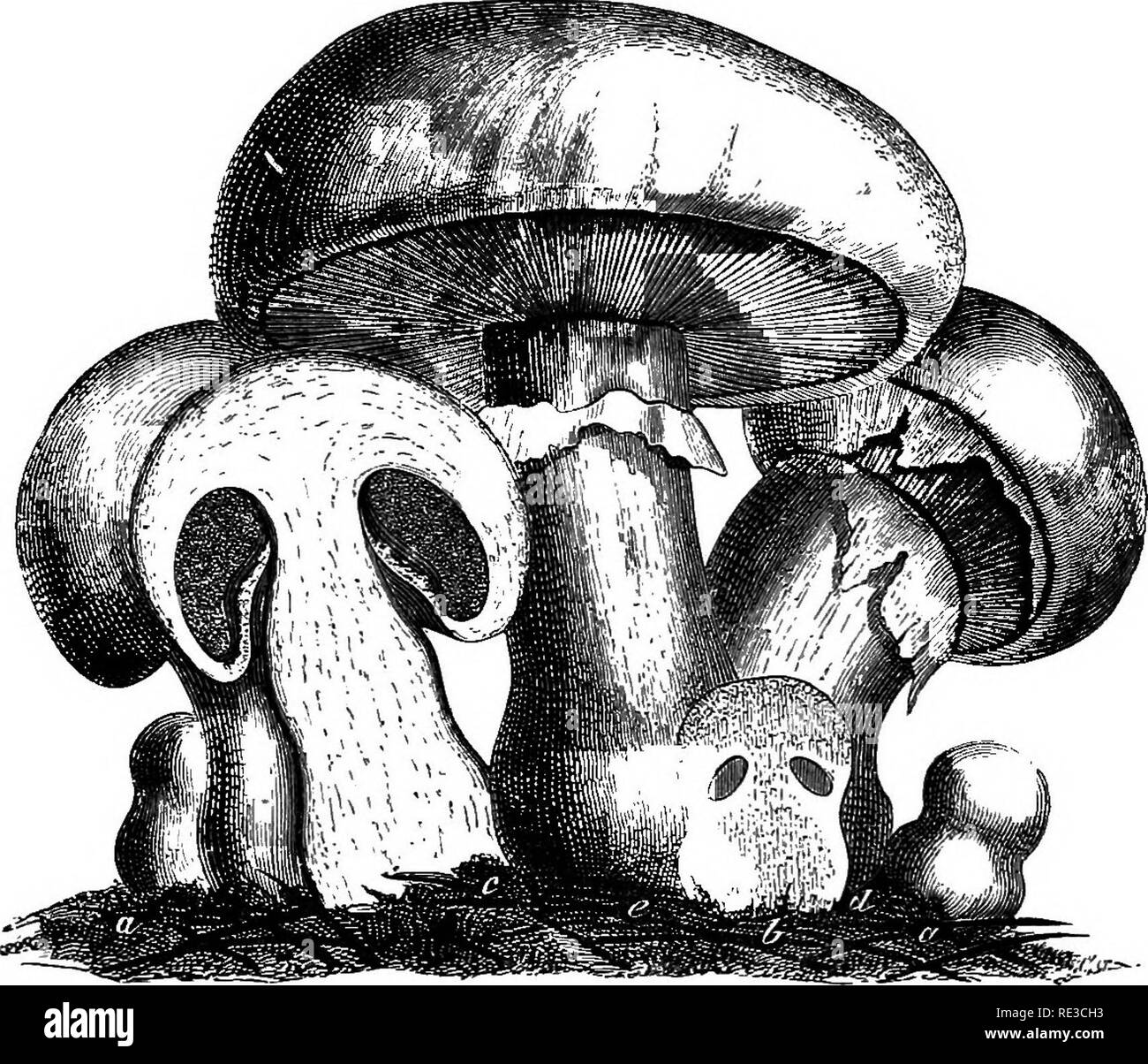 . A handbook of cryptogamic botany. Cryptogams. 392 FUNGI certain instances of more compact character. Such are the srleroies which are resting states of Coprinus stercorarius (Fr.) (fig. 318), and the rhizo- Morphs of Agaricus melleus (L.) (fig. 319), composed of root-Hke branched strands of mycelial hyphae, parasitic on the pine. The rhizo- morphs are simply sclerotes with growing-points. From the mycele, of whatever character it be, there arises the compound sporophore by the continued apical or marginal growth of a bundle of hyphse. It is not certain, but it may very well be, that intercal Stock Photo