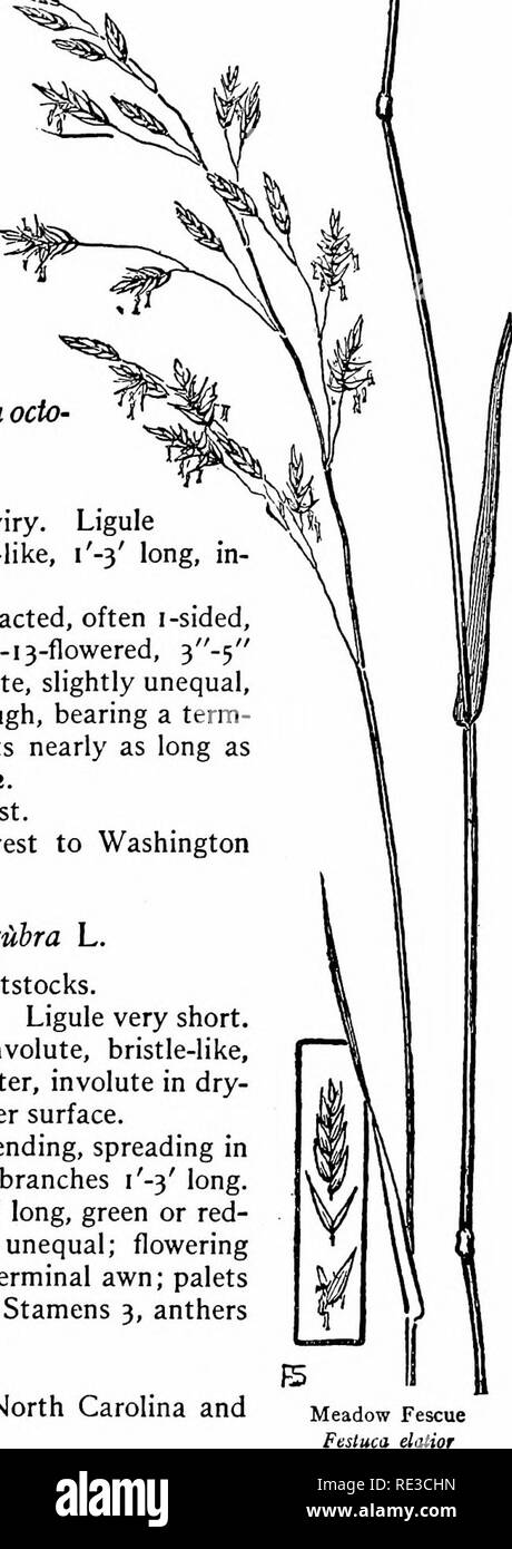 . The book of grasses; an illustrated guide to the common grasses, and the most common of the rushes and sedges. Grasses; Juncaceae; Cyperaceae. Illustrated Descriptions of the Grasses a slender, dark green grass with loose, few-flowered panicles. The spikelets are small, and as they are borne only at the ends of the panicle branches the '^^x . plant should not be con- ^^^ fused with other shade- &gt;^v, ^ni. loving grasses. The plants of this genus are very variable under different conditions of soil and climate, and a number of varieties are listed under the species given. Slender Fescue. Fe Stock Photo