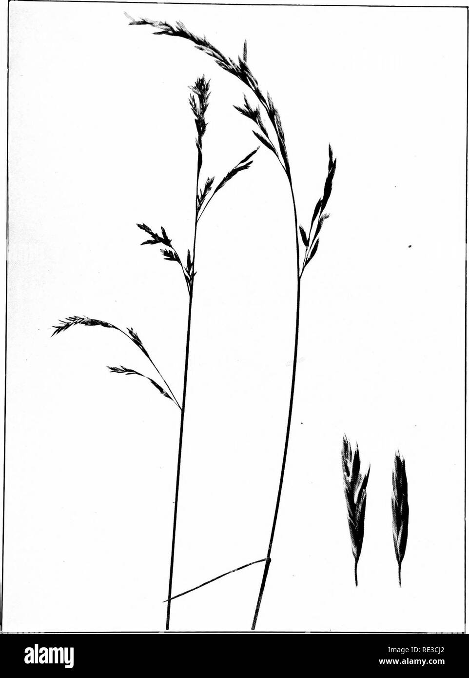 . The book of grasses; an illustrated guide to the common grasses, and the most common of the rushes and sedges. Grasses; Juncaceae; Cyperaceae. MEADOW FESCUE [Fesluca elaiior). One half natural size. Spikelets enlarged by three. Please note that these images are extracted from scanned page images that may have been digitally enhanced for readability - coloration and appearance of these illustrations may not perfectly resemble the original work.. Francis, Mary Evans. Garden City, N. Y. , Doubleday, Page &amp; Co. Stock Photo