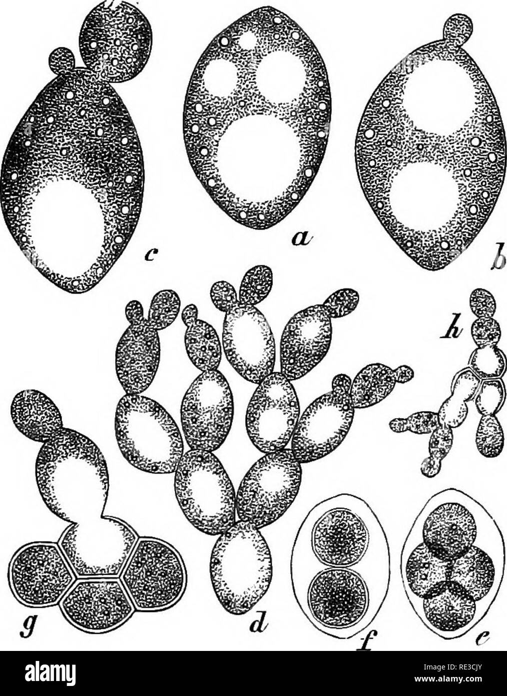 . A handbook of cryptogamic botany. Cryptogams. 38o FUNGI become asci. In the latter case either certain cells become asci while others remain sterile or the whole body of hyphse form asci. In E. alnitorquus (Sadeb.) these asci have a pedicel-cell; in E. aureus (Sadeb.) there is nothing but asci left at maturity. When the ascospores ger- minate they give rise to a yeast-like sprouting. 3. Saccharomyces (Meyen).—The species of Saccharomyces occur in fermenting substances, and are well known from theirpower of convert- ing sugar into alcohol and carbonic acid. Among the familiar species- are S.  Stock Photo