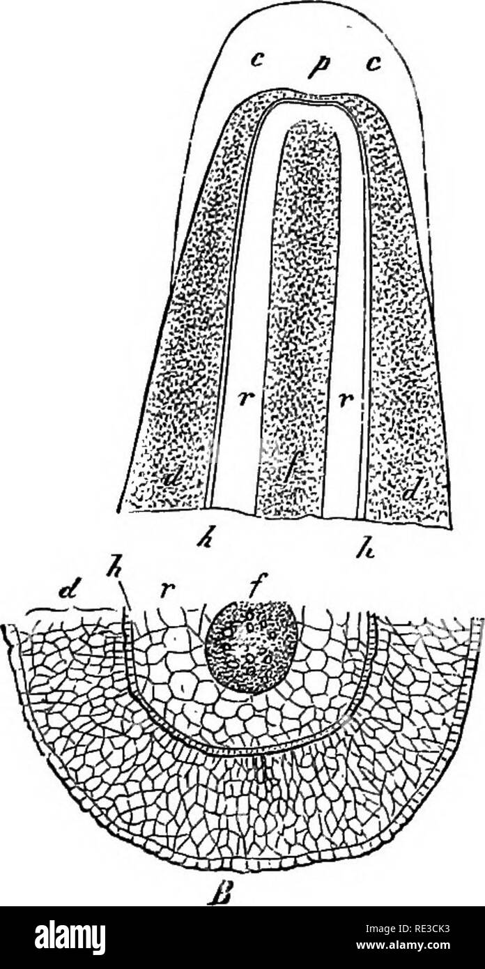 . Comparative anatomy of the vegetative organs of the phanerogams and ferns;. Plant anatomy; Ferns. VELAMEN. 227 lamina, and in the pitchers 2-3 layers of cells below the surface. They are never continuous with the vascular bundles. In the stem they are all arranged parallel to its axis; in the leaf, at least in the wall of the pitcher-shaped portion, they point irregularly in different directions. In the base of the leaf of the Isoeteae ^ are found series of short spiral tracheides, having the same form as those of the xylem in the stem of these plants : they occur in the dense mass of parenc Stock Photo