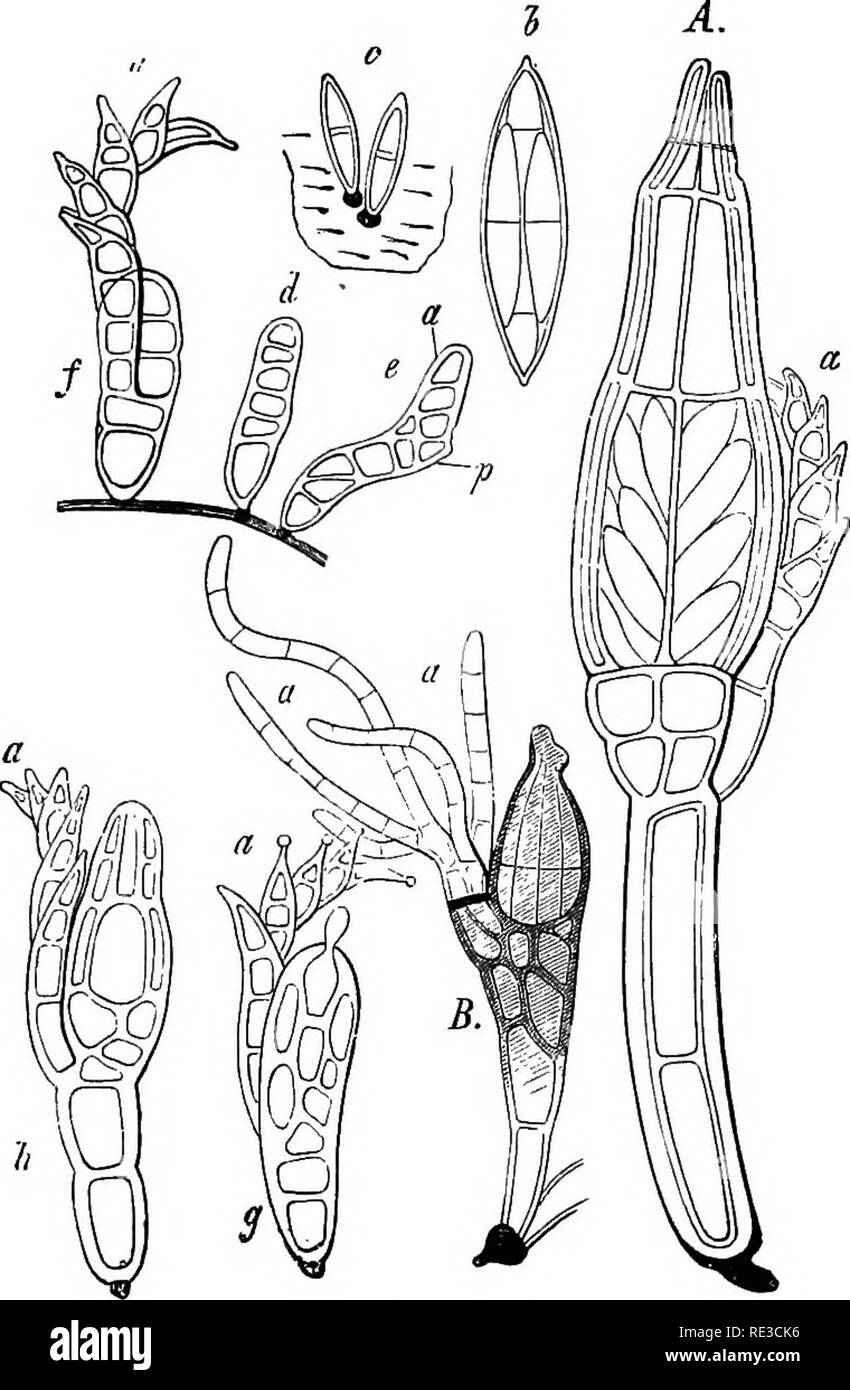 . A handbook of cryptogamic botany. Cryptogams. ASCOMYCETES 37S trichogyne is fertilised by the contact with it of one of the young hairs The perithece contains a number of asci, and these eight or twelve double ascospores. The ripe double ascospore attaches itself to a fresh host b) one of its ends, and develops into the new plant.. Fig, 312.—A : 6h, Stigmaiomyces Baeri Peyr. (.5&quot;^. Mitsccs Karsten). A, optical longi- tudinal section of ripe specimen with organ of attachment at base; the asci are seen through wall of perithece. a, everywhere the appendage ', fi, an isolated ascus with s Stock Photo