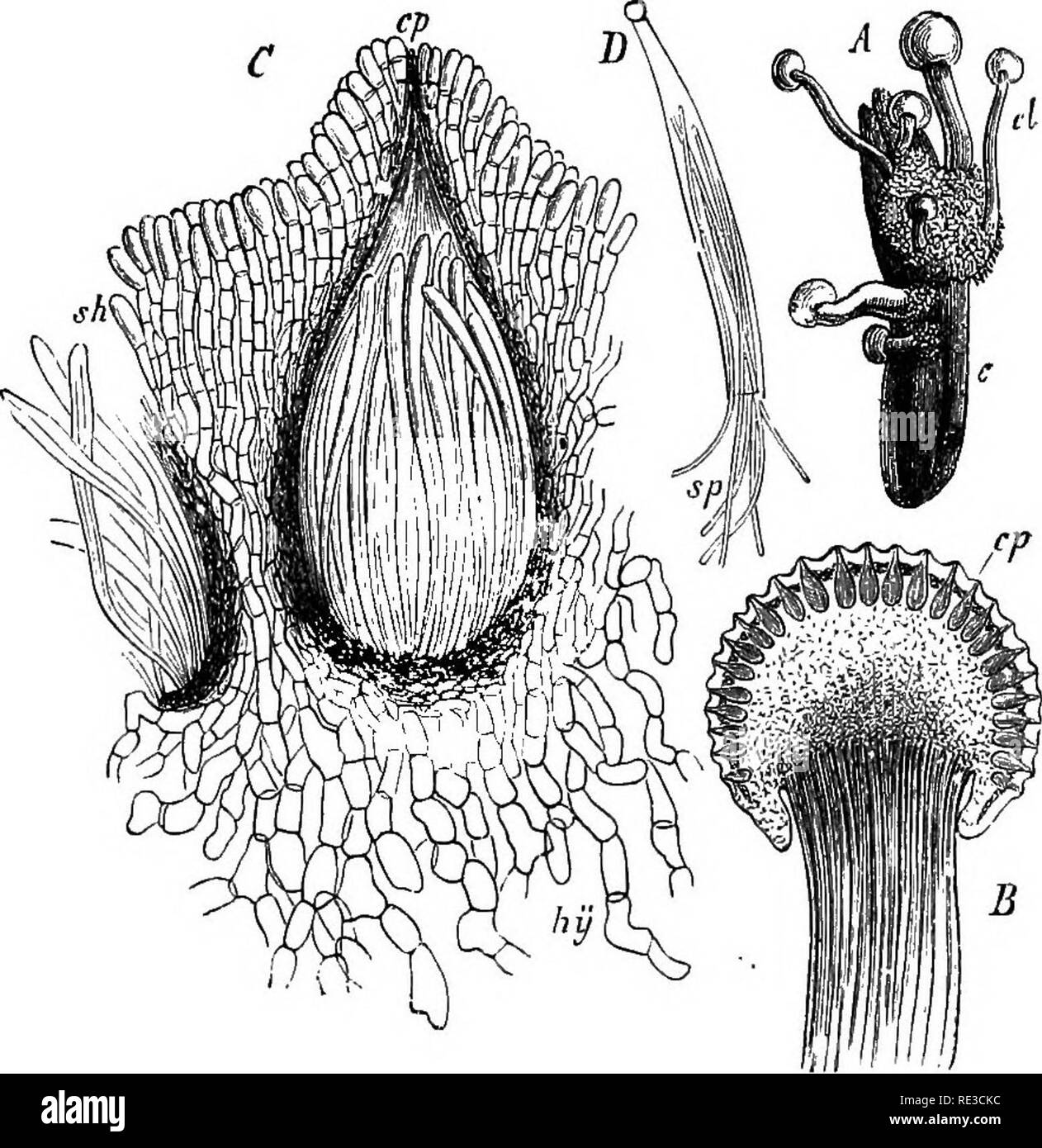 . A handbook of cryptogamic botany. Cryptogams. ASCOMYCETES 377 He will find there also more information on the development of the sporocarps (both discocarpous and pyrenocarpous) of the types. Fig. 311.—Claviccps purpurea. Tul. A, sclerote which has produced seven stromata.' 'B, upper portion of a stroma in longitudinal section, cp^ peritheces. C, longitudinal section of perithece. cp, ostiole : sh^ cortical tissue ; hy, inner tissue of stroma. Z&quot;, ascus isolated. sp, ascospores issuing. (^, natural size, B slightly, C and D highly magnified.) (After Tulasne.) quoted than it is possible  Stock Photo