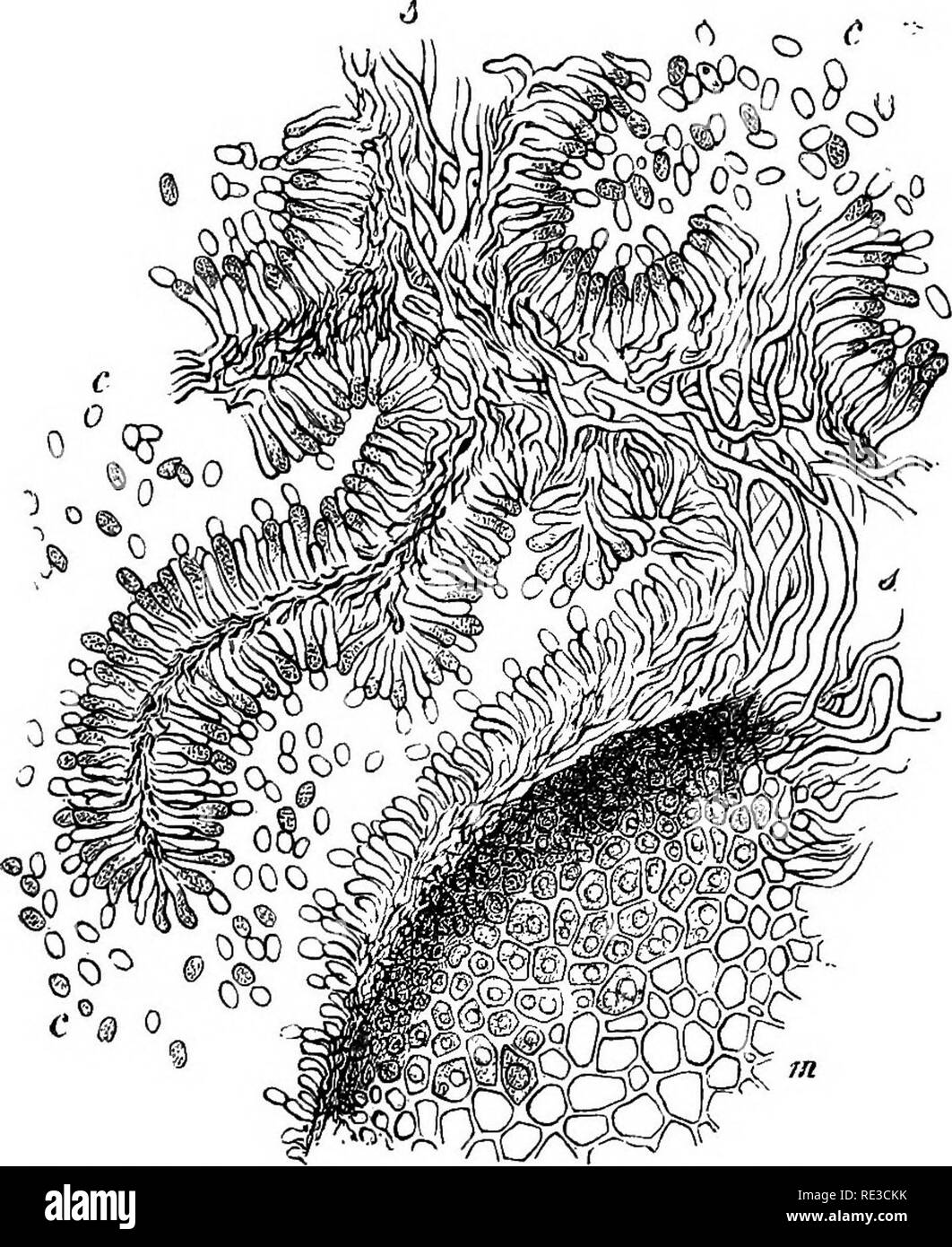 . A handbook of cryptogamic botany. Cryptogams. ASCOMYCETES 375 which there converge series of cells producing successively (terminally and laterally) pycnospores. These are about twice as long as broad, and very thin-walled, but surrounded by a hyaline gummy substance. Not only are all these forms on record, but the mycele shows a tendency to pass into a resting state, and single cells or groups of cells becom- ing detached add to the means of propagation. There is some contradiction involved in the accounts of the occurrence of some o. Fig. 309.—Claviceps purpurea Tul. Longitudinal section  Stock Photo