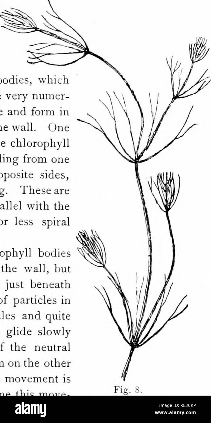 . Elementary botany. Botany. PROTOPLASM. 9 node. These internodes are peculiar. They consist of but a single &quot;cell,&quot; and are cylindrical, with closed ends. They are sometimes 5-10 cm. long. 19. Internode of nitella.—For the study of an internode of nitella, a small one, near the end, or the ends of one of the &quot; leaves&quot; is best suited, since it is more transparent. A small portion of the plant should be placed on the glass slip in water with the cover glass over a tuft of the branches near the growing end. E.xamined with the microscope the green chlorophyll bodies, which for Stock Photo
