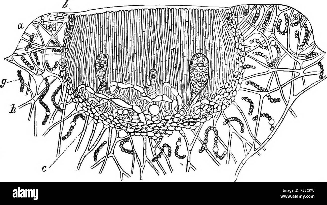 . A handbook of cryptogamic botany. Cryptogams. 372 FUNGI shaped pseudo-parenchjmatous exciple is formed, the margin of which reaches the surface. The interior of this basin is then soon filled with upright paraphyses like those which originally attained the surface. The turns of the original coil become unloosed, and eventually there are given off from it ascogenous hyphae which, after branching in the sub- hymenial zone like those of Ascobolus, finally produce successive asci in the mature apothece. In Physma Massal. the carpogone is produced from the hyphae which form the wall of the anther Stock Photo