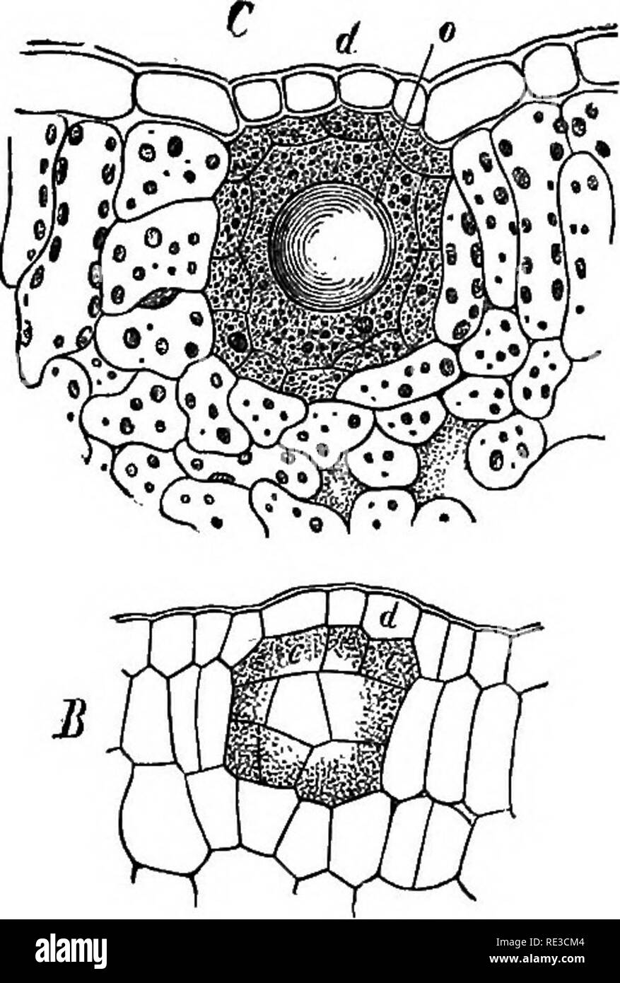 . Comparative anatomy of the vegetative organs of the phanerogams and ferns;. Plant anatomy; Ferns. 208 Intercellular spaces. in the epidermal layer; each of these is again divided into an inner cell next the parenchynna, and a superficial cell {d, c). The superficial cells increase further so as to form the portion of the epidermis which covers the cavity [B, c, d). The inner ones take a direct part in the formation of the cavities. The chief part of the cavity originates it is true from the products of division of the primary parenchymatous cell {ji, p, p), which divides by alternate horizon Stock Photo