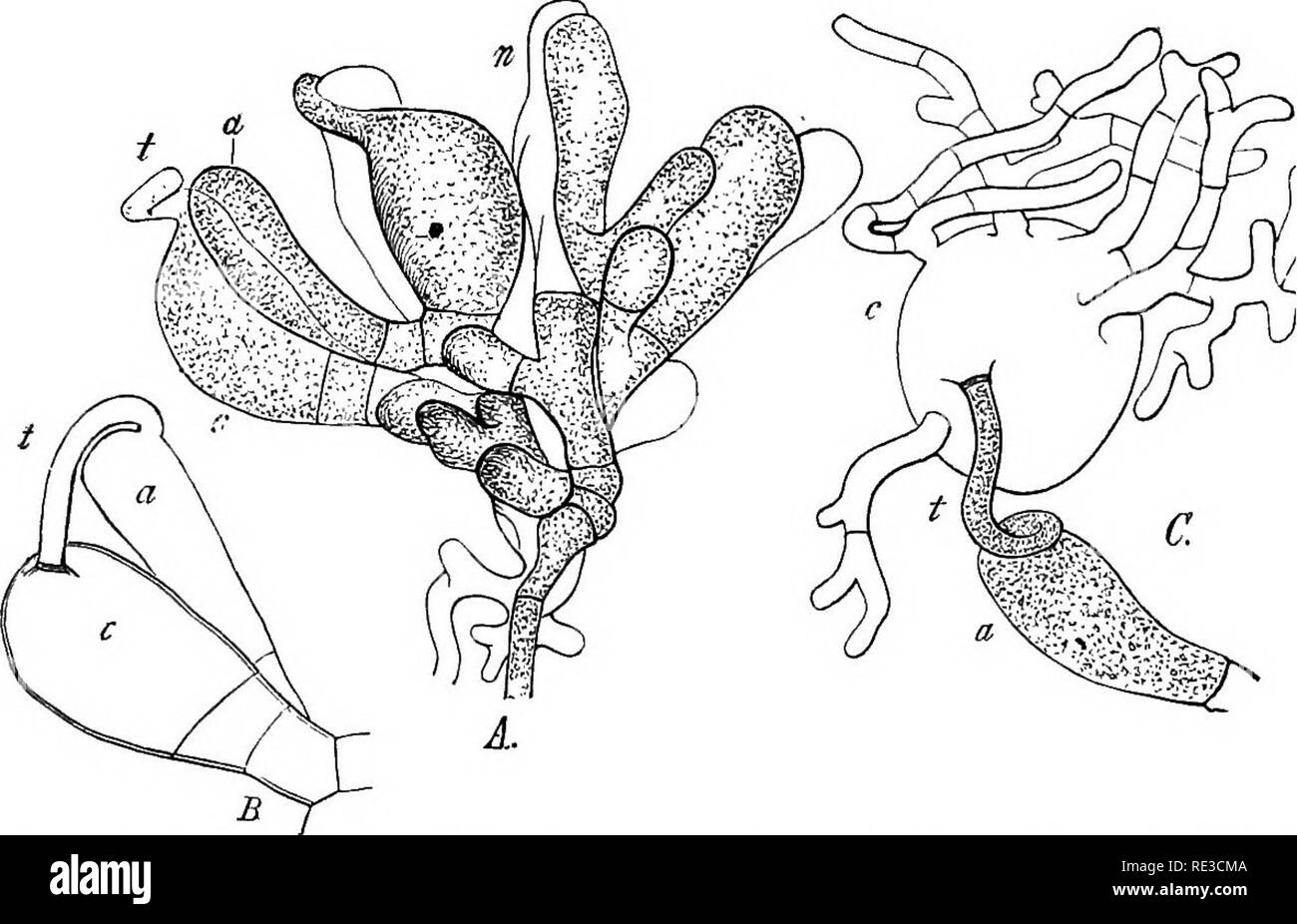 . A handbook of cryptogamic botany. Cryptogams. ASCOMYCETES 36' during growth, to permit the escape of the ascospores, and as new asc are produced (mostly taking the place of older ones), the expansion ofter continues till the hymenial surface becomes convex. Ascobolus, like Gymnoascus, has no intervening acrospores, and thi germinating ascospore gives rise to a thallus which bears the sporocarj directly. It is a saprophyte, and the species abound on dung. 6. Pyronema (Fckl.).—Pyronema confluens (Tul.) (or Peziza con fluens, Pers., as it was formerly called), which, when mature, forms a dis co Stock Photo