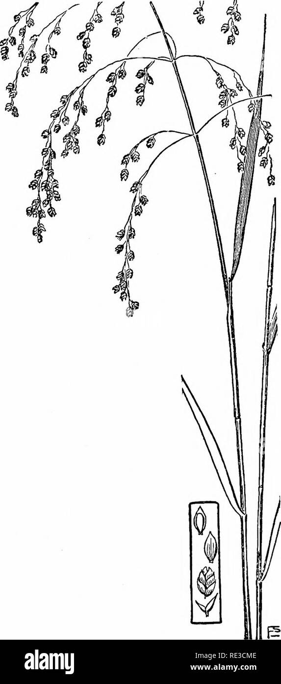 . The book of grasses; an illustrated guide to the common grasses, and the most common of the rushes and sedges. Grasses; Juncaceae; Cyperaceae. emvTT Densely flowered Manna-grass. Glycerin oblusa. Rattlesnake Grass. Glycma canadensis 207. Please note that these images are extracted from scanned page images that may have been digitally enhanced for readability - coloration and appearance of these illustrations may not perfectly resemble the original work.. Francis, Mary Evans. Garden City, N. Y. , Doubleday, Page &amp; Co. Stock Photo