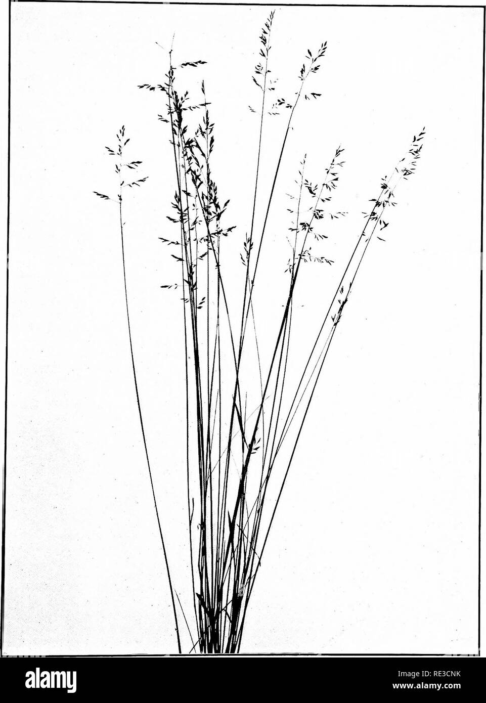 . The book of grasses; an illustrated guide to the common grasses, and the most common of the rushes and sedges. Grasses; Juncaceae; Cyperaceae. CANADA BLUE-GRASS (Poa compressa). One half natural size. Please note that these images are extracted from scanned page images that may have been digitally enhanced for readability - coloration and appearance of these illustrations may not perfectly resemble the original work.. Francis, Mary Evans. Garden City, N. Y. , Doubleday, Page &amp; Co. Stock Photo
