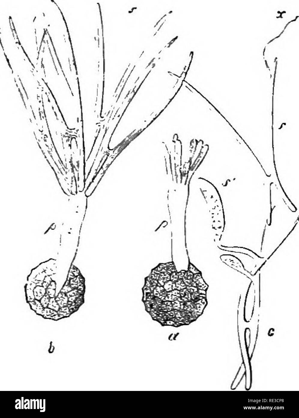. A handbook of cryptogamic botany. Cryptogams. 35° FUNGI cuous as causing diseases of grasses. As a rule the attack of the para- site is limited to one special region of the host, e.g. the ovary, or the whole flower, or the leaf, or the stem, or even, in a few cases, the root; and when the fungus has attained its maturity, the result commonly is that the part affected has been destroyed with the exception of the epi- derm or integument and the remains of vascular tissue, and is replaced by a powdery mass of brown or black resting-spores. The mycele sends its long thin hyphse mostly along the  Stock Photo