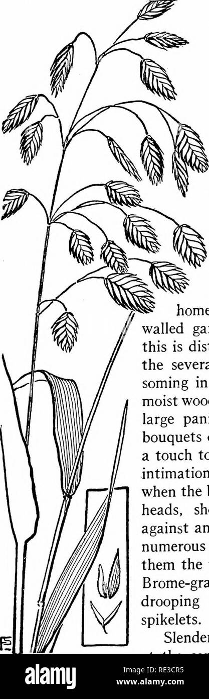 . The book of grasses; an illustrated guide to the common grasses, and the most common of the rushes and sedges. Grasses; Juncaceae; Cyperaceae. Illustrated Descriptions of the Grasses acute; flowering scales short-hairy at base, divided at apex and bearing a dorsal awn about 4&quot;-5&quot; long. Stamens 3. In woods and on rocky hills in the shade. June to August. New Brunswick to British Columbia, south to Pennsylvania. BROAD-LEAVED SPIKE-GRASS, SLENDER SPIKE-GRASS, AND SEASIDE OATS &quot;by rushy brook. Or on the beached margent of the sea.'' So strikingly ornamental are the panicles of Bro Stock Photo