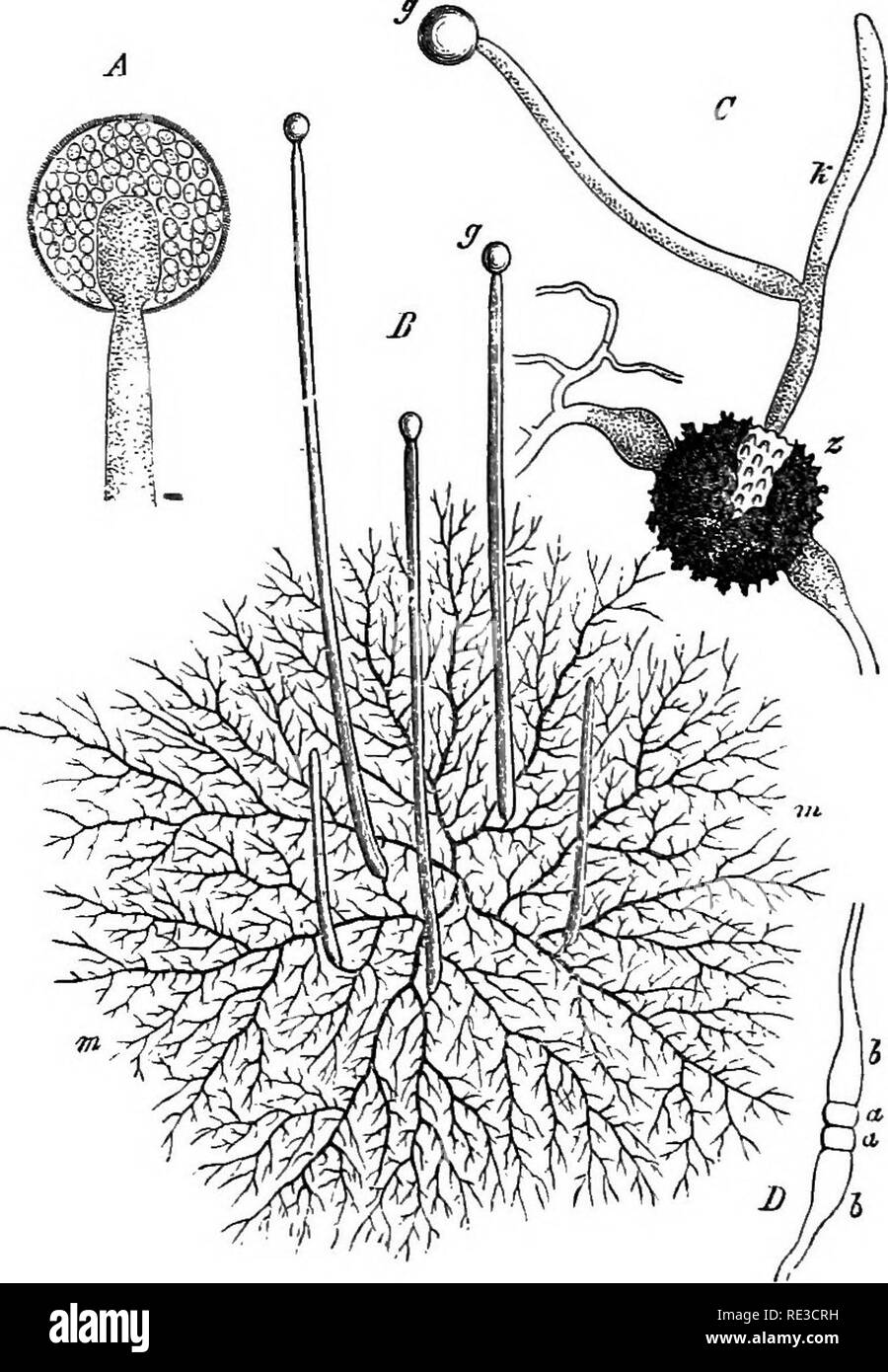 . A handbook of cryptogamic botany. Cryptogams. 336 FUNGI its formation either, by their simple fusion, themselves constitute the zygosperm, or this body is the direct offspring (daughter-cell) of the union. The spores are produced either in terminal sporanges or singly at the apex of a sporophore, or again serially in like fashion to the last. In a considerable number of cases the zygosperms are unknown, and it. Fig. 293.—B^ Phycomyces nitetts Kze. Plant grown on decoction of plums ; mycele, in, spo- rophore, g. A, C, and Z&gt;, Mucor Mitcedo L. A, sporange in optical longitudinal seclion. C, Stock Photo