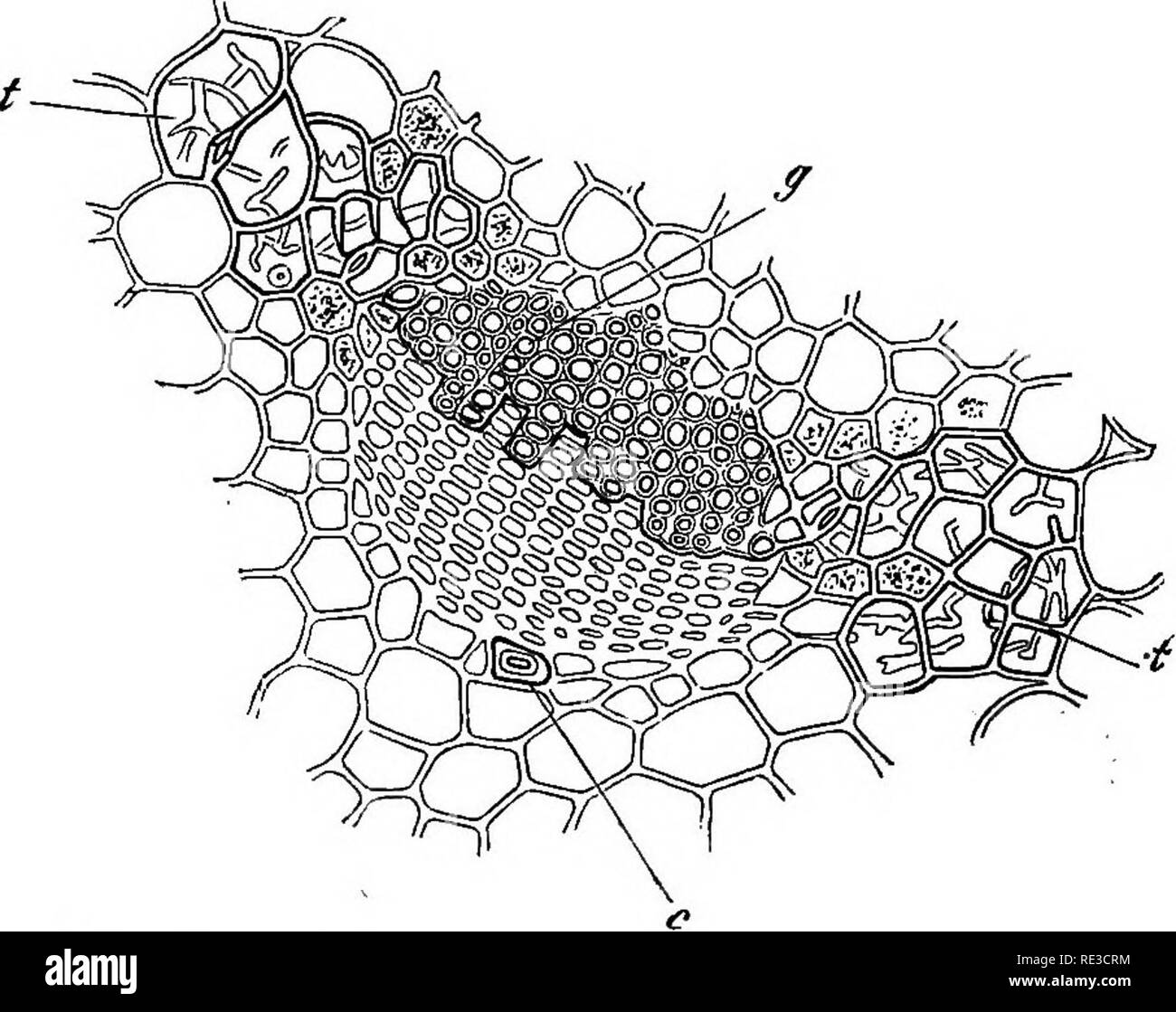 phloem-fibre-cut-out-stock-images-pictures-alamy