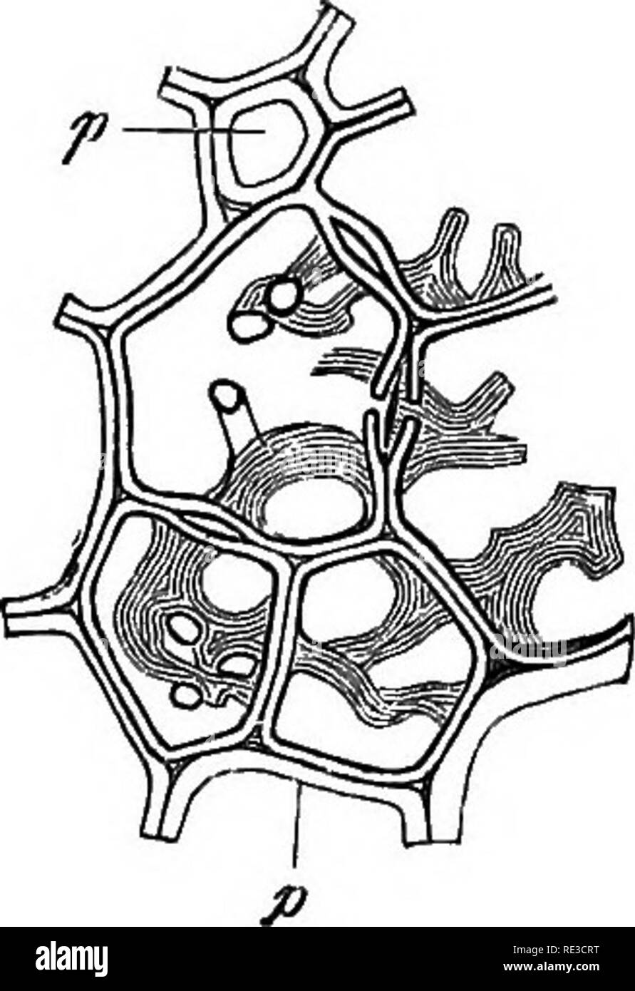 . Comparative anatomy of the vegetative organs of the phanerogams and ...