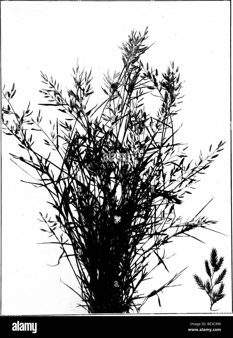 . The book of grasses; an illustrated guide to the common grasses, and the most common of the rushes and sedges. Grasses; Juncaceae; Cyperaceae. TUFTED ERAGROSTIS {Eragnnlis pllosa). A very variable species. Spikelets enlarged by two. Please note that these images are extracted from scanned page images that may have been digitally enhanced for readability - coloration and appearance of these illustrations may not perfectly resemble the original work.. Francis, Mary Evans. Garden City, N. Y. , Doubleday, Page &amp; Co. Stock Photo