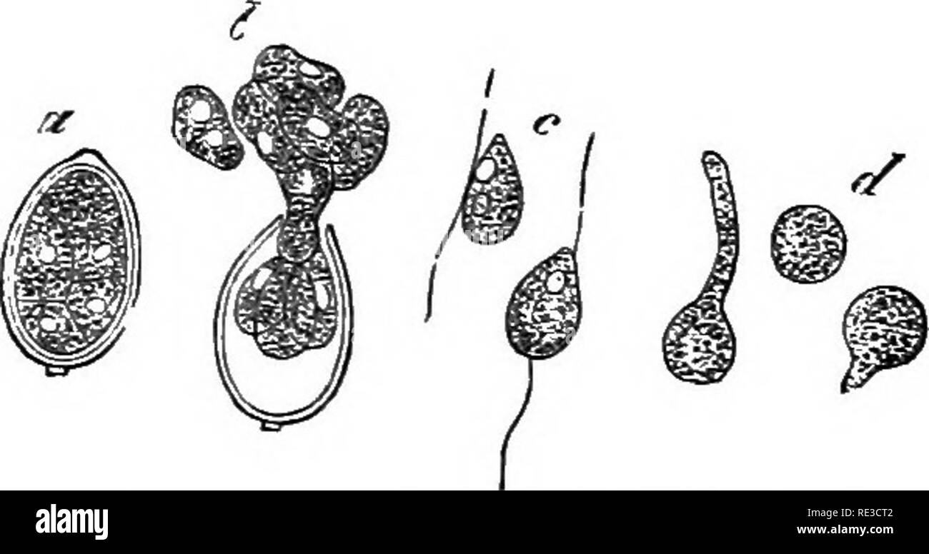 . A handbook of cryptogamic botany. Cryptogams. Fig. 28S.—Simple sporophores of PhytophtJiora infestans de By. a, formation of fiist spores (zoosporanges) at ends of branches ; b^ two ripe spores on each branch and a third being formed {x about 200). (After de Bary.) Phytophthora, which resemble those of Peronospora in general habit, differ from them in the fact that each branch bears more than one pro- pagating body—not in chains, like Cystopus, but at intervals on the branch. In P. infestans a propagating cell is produced at the apex of each branch ; and as it ripens a papilla-like swelling  Stock Photo