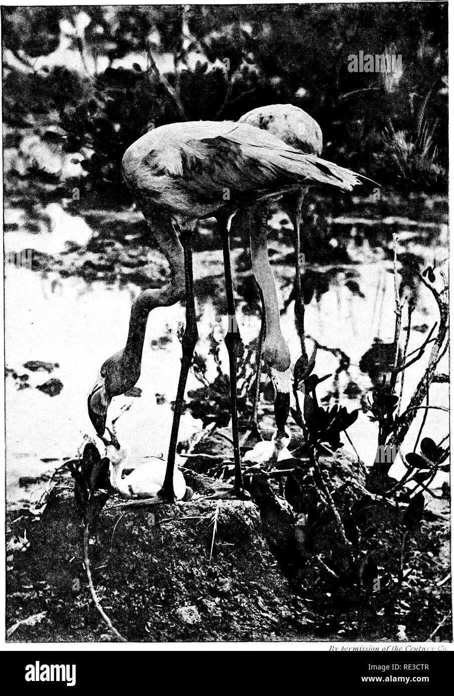 . The habitat groups of North American birds in the American Museum of Natural History. Birds. FLAMINGOES AND YOUNG One of many studies made by Dr. Chapman fur the Flamingo Group. Please note that these images are extracted from scanned page images that may have been digitally enhanced for readability - coloration and appearance of these illustrations may not perfectly resemble the original work.. Chapman, Frank M. (Frank Michler), 1864-1945. New York, The Museum Stock Photo