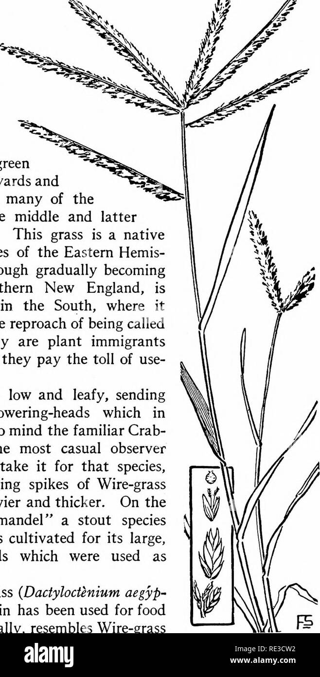 . The book of grasses; an illustrated guide to the common grasses, and the most common of the rushes and sedges. Grasses; Juncaceae; Cyperaceae. Illustrated Descriptions of the Graisses. WIRE-GRASS AND EGYPTIAN GRASS The coarse leaves and stems of Wire-grass form a thick, green carpeting in dooryards and by footpaths in many of the states during the middle and latter part of summer. This grass is a native of warm countries of the Eastern Hemis- phere, and, although gradually becoming common in southern New England, is most abundant in the South, where it usually suffers the reproach of being c Stock Photo