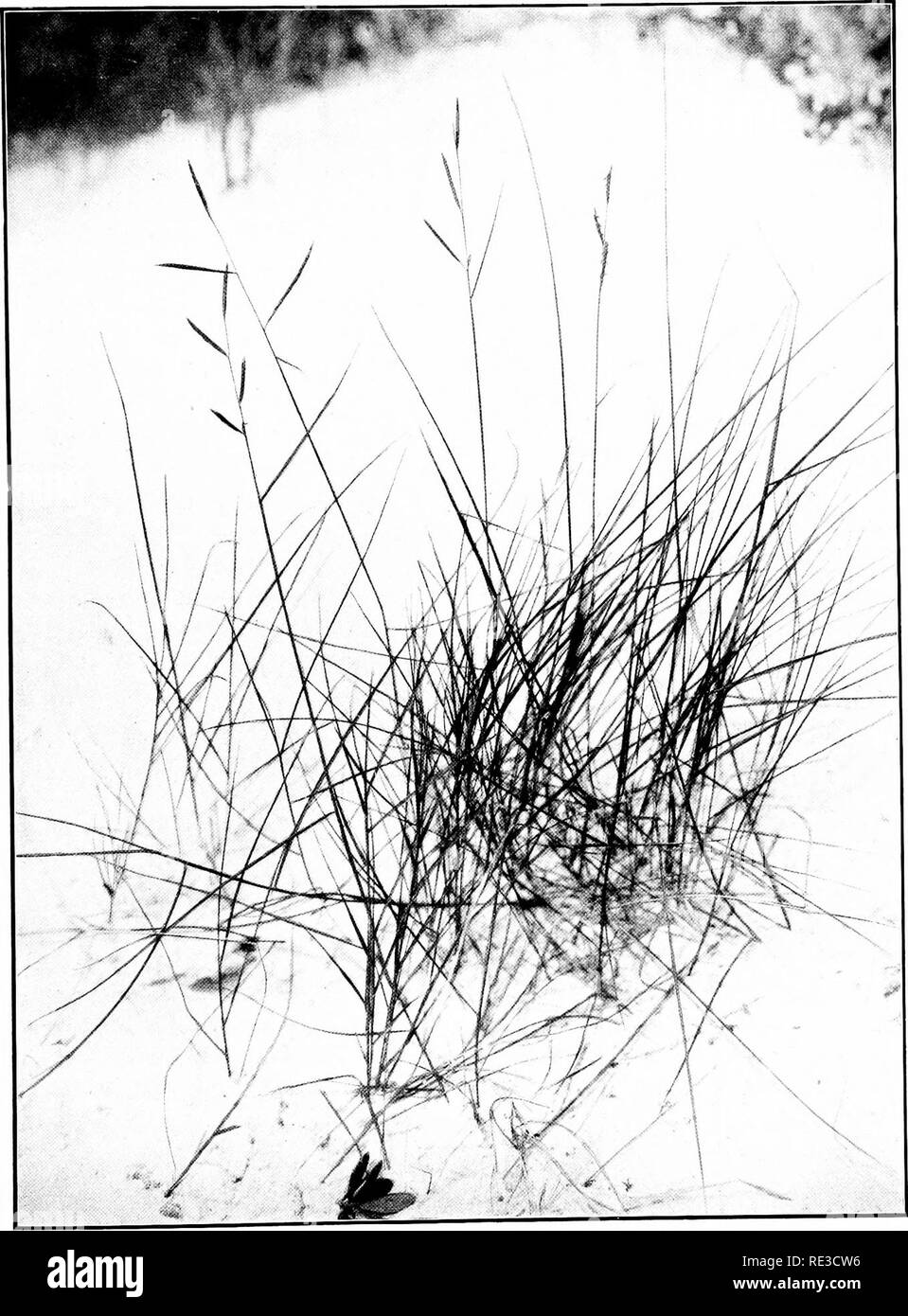 . The book of grasses; an illustrated guide to the common grasses, and the most common of the rushes and sedges. Grasses; Juncaceae; Cyperaceae. THE MARSH HAS BEEN COVERED WITH SAND AND THROUGH IT STRUGGLE STRAY PLANTS OF FOX-GRASS. ' t^arlina patens). Please note that these images are extracted from scanned page images that may have been digitally enhanced for readability - coloration and appearance of these illustrations may not perfectly resemble the original work.. Francis, Mary Evans. Garden City, N. Y. , Doubleday, Page &amp; Co. Stock Photo