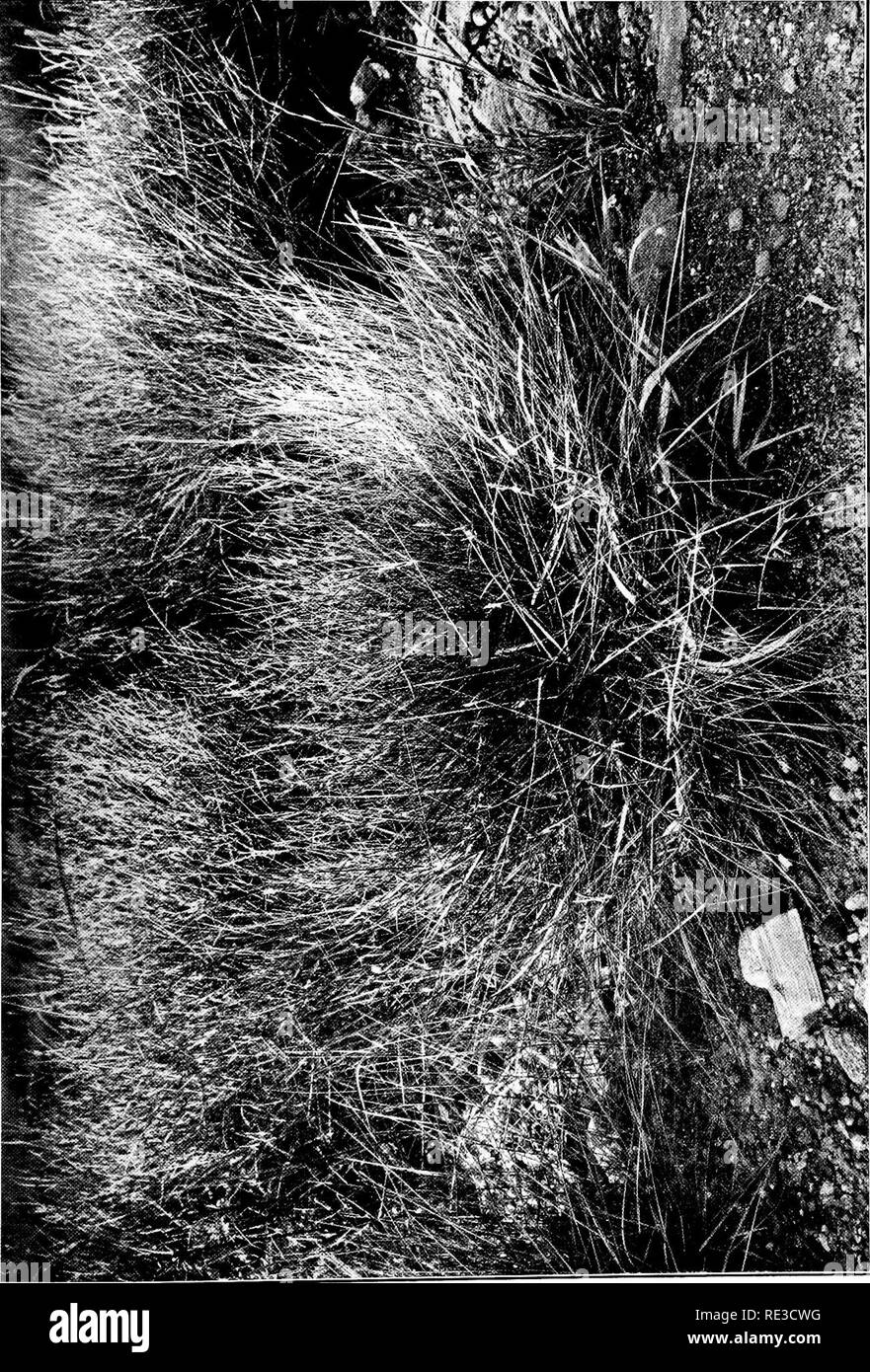. The book of grasses; an illustrated guide to the common grasses, and the most common of the rushes and sedges. Grasses; Juncaceae; Cyperaceae. . Please note that these images are extracted from scanned page images that may have been digitally enhanced for readability - coloration and appearance of these illustrations may not perfectly resemble the original work.. Francis, Mary Evans. Garden City, N. Y. , Doubleday, Page &amp; Co. Stock Photo