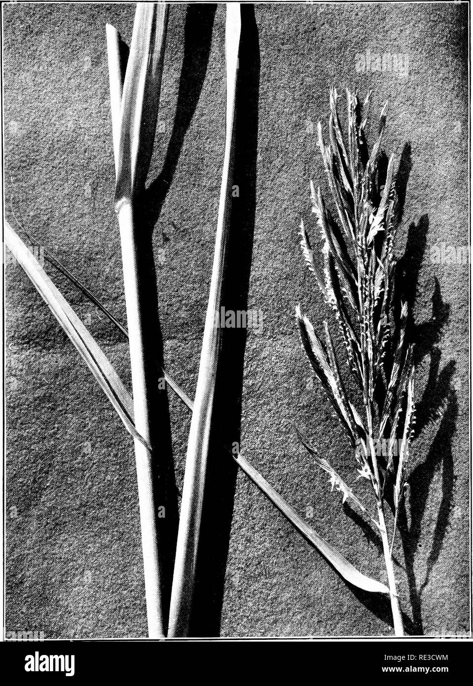 . The book of grasses; an illustrated guide to the common grasses, and the most common of the rushes and sedges. Grasses; Juncaceae; Cyperaceae. SALT REED-GRASS (Spartina cyiwsiiroidcs). Panicle about two thirds size. Please note that these images are extracted from scanned page images that may have been digitally enhanced for readability - coloration and appearance of these illustrations may not perfectly resemble the original work.. Francis, Mary Evans. Garden City, N. Y. , Doubleday, Page &amp; Co. Stock Photo