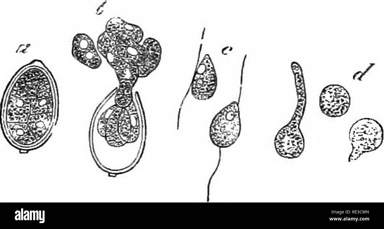 . A handbook of cryptogamic botany. Cryptogams. 314 FUNGI of simple germination by the emission of a germ^tube is manifest. The example of Phytophthora infestans (de By.) illustrates this. The acro- genously-formed zoosporange pro- duces zoospores in pure water containing free oxygen in fair amount. In nutrient solutions, on the other hand, no zoospores are formed, and the potential zoospo- range simply emits germ-tubes. Germination of spores, however, takes place characteristically in fungi by the emission of germ- tubes under conditions of tempe- rature, moisture, and the like presently to b Stock Photo