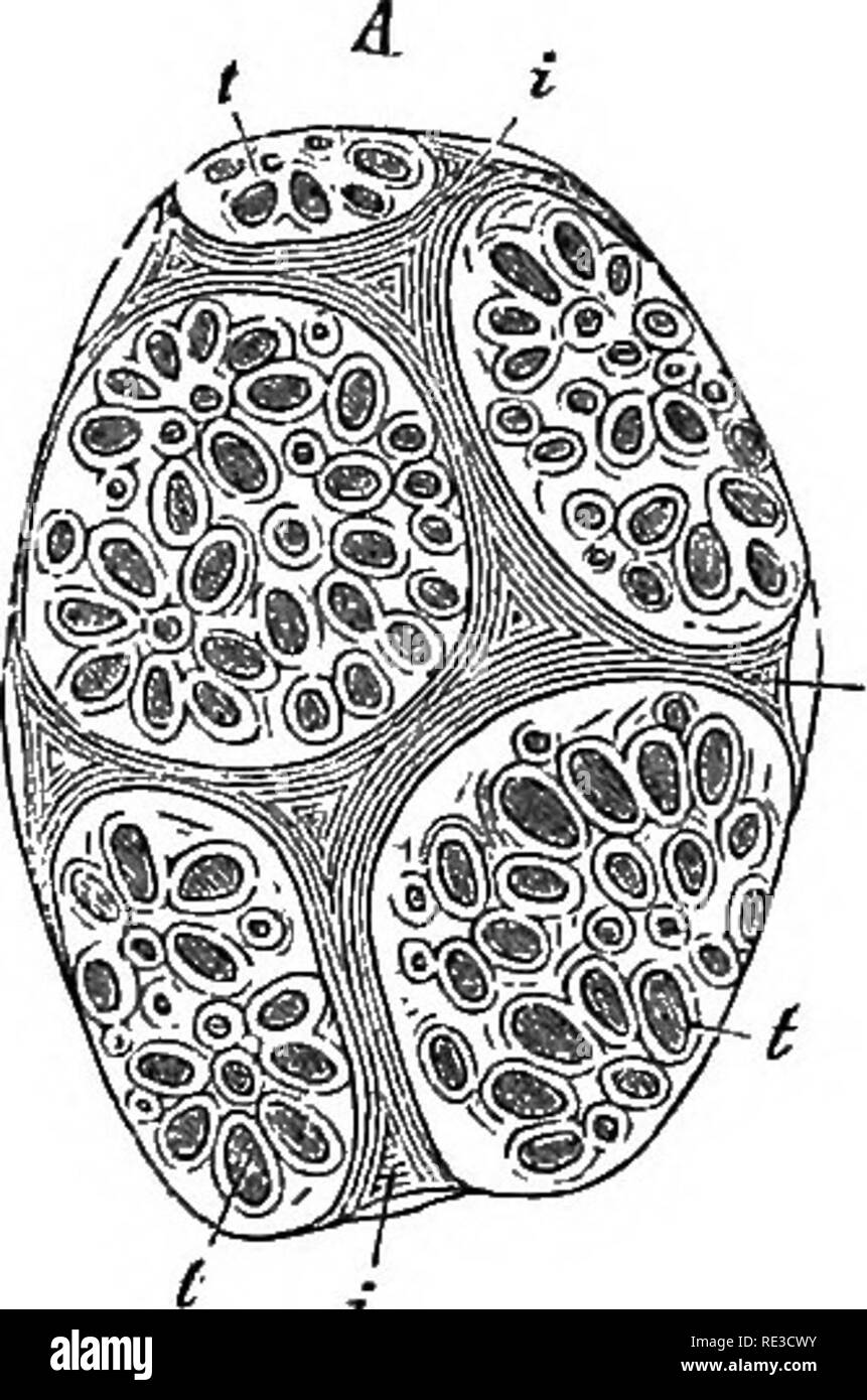 . Comparative anatomy of the vegetative organs of the phanerogams and ferns;. Plant anatomy; Ferns. PARENCHVMA. 117 The forms of thin-walled parenchymatous cells are in the main nearly iso-dia- raetric; but there often occur also elongated-prismatic, spindle-shaped cells, and the like, examples of which, e. g. in the case of the vascular bundles, will be described later; to this category belong also those chlorophyll-containing cells arranged in many leaves perpendicular to the surface, forming the pallisade parenchyma, to be described in Chapter IX. As above intimated, very great variety of s Stock Photo