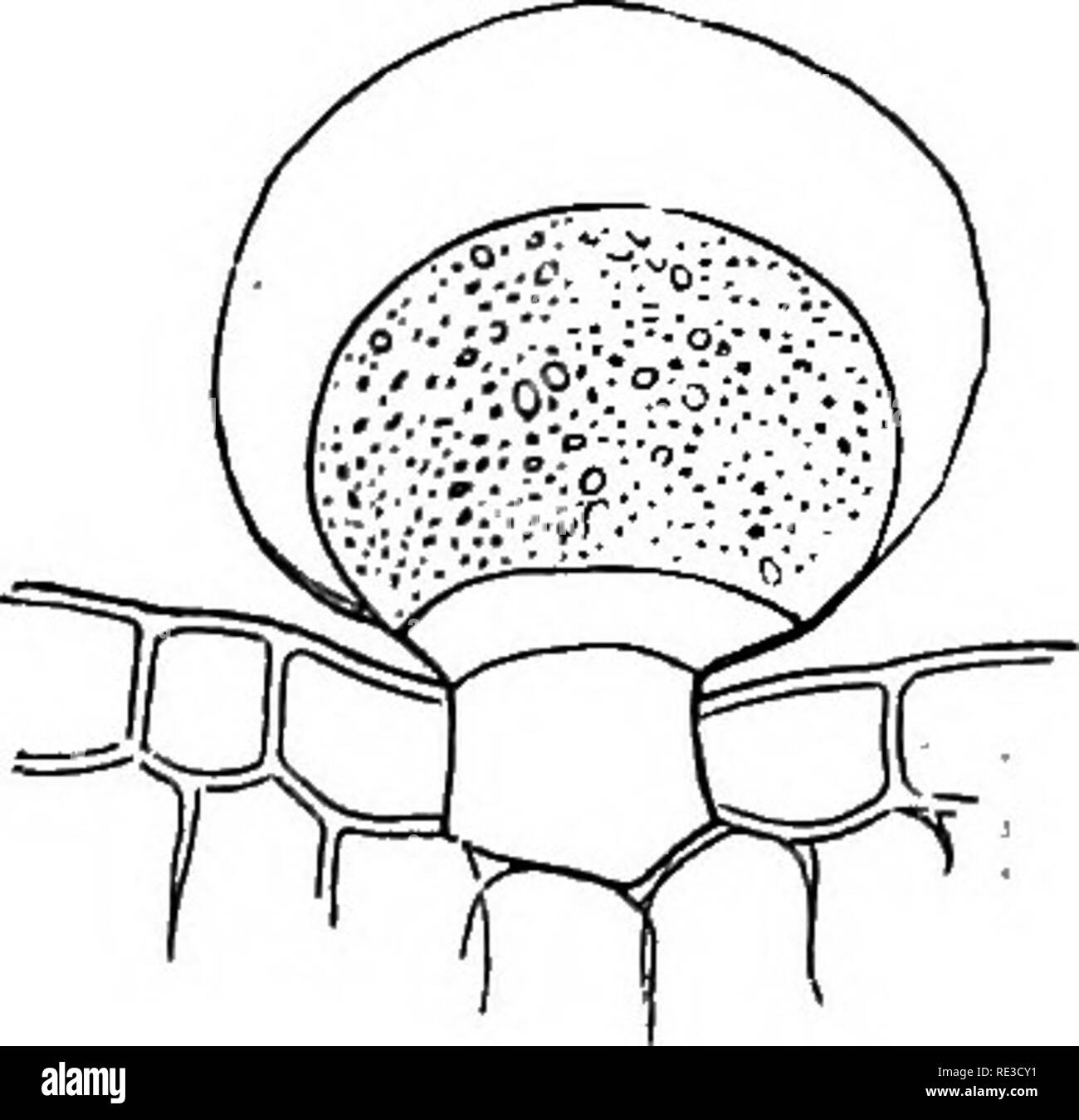 L Black and White Stock Photos & Images Alamy