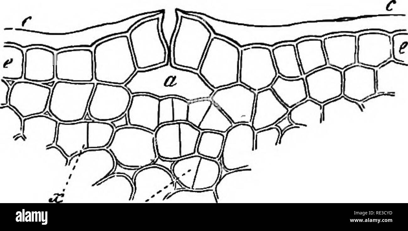 . Comparative anatomy of the vegetative organs of the phanerogams and ...