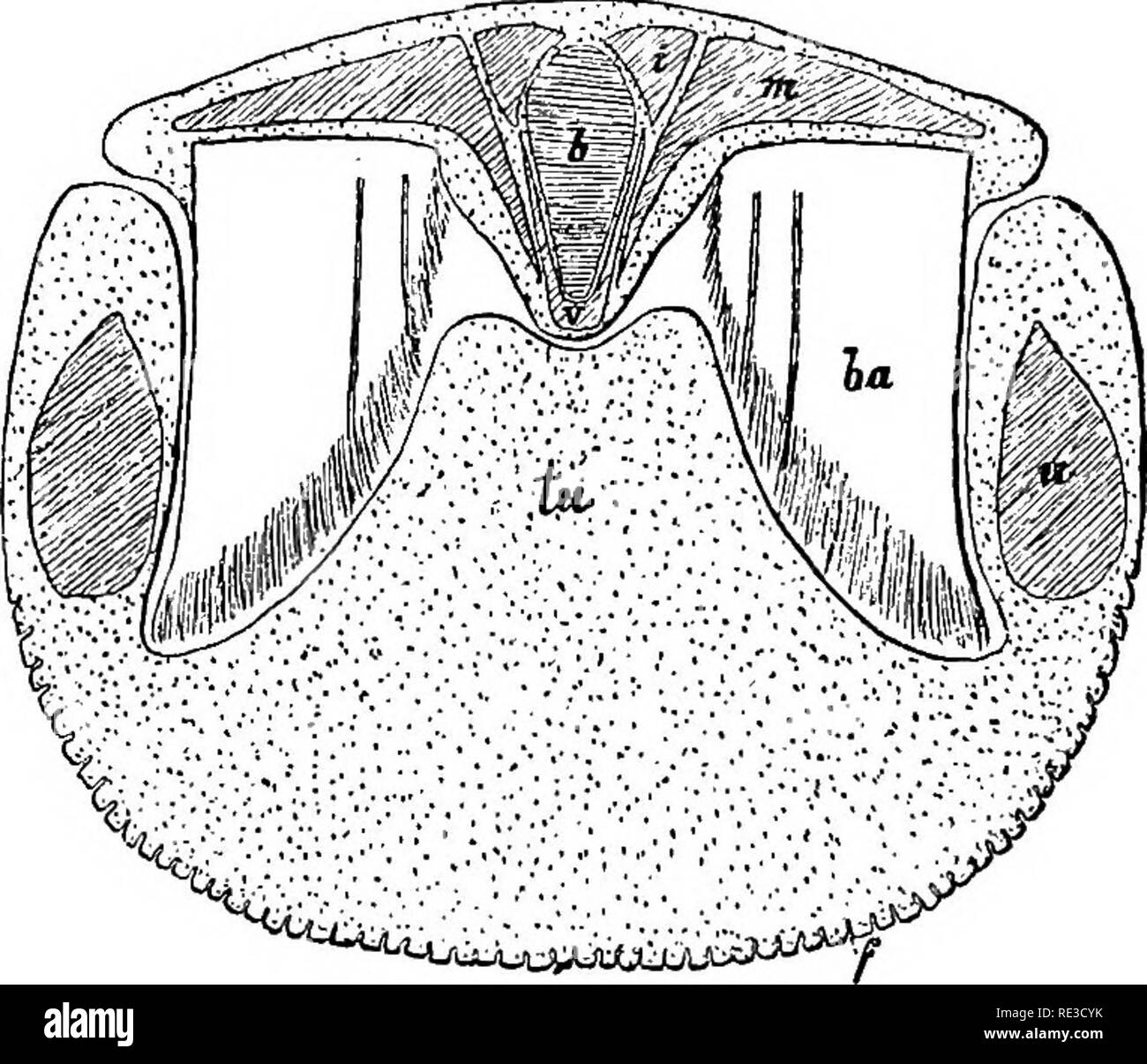 . Text book of zoology. Zoology. 522 Vertebrata. tinguishable: tlie entire vertebral column, with the exception of the cervical region, is very flexible, the intervertebral discs thick. The jaws are much elongated; the jugal in the Odontoceti is very- thin ; the nasal very short, often rudimentary (best developed in the Mystacoceti). The scapula without a spine; clavicles absent. As was mentioned above, the bones of the fore limb are immovably connected; there are four or five fingers; it is interesting to note that soine of these have more than three joints. There is a vestigial pelvis in the Stock Photo