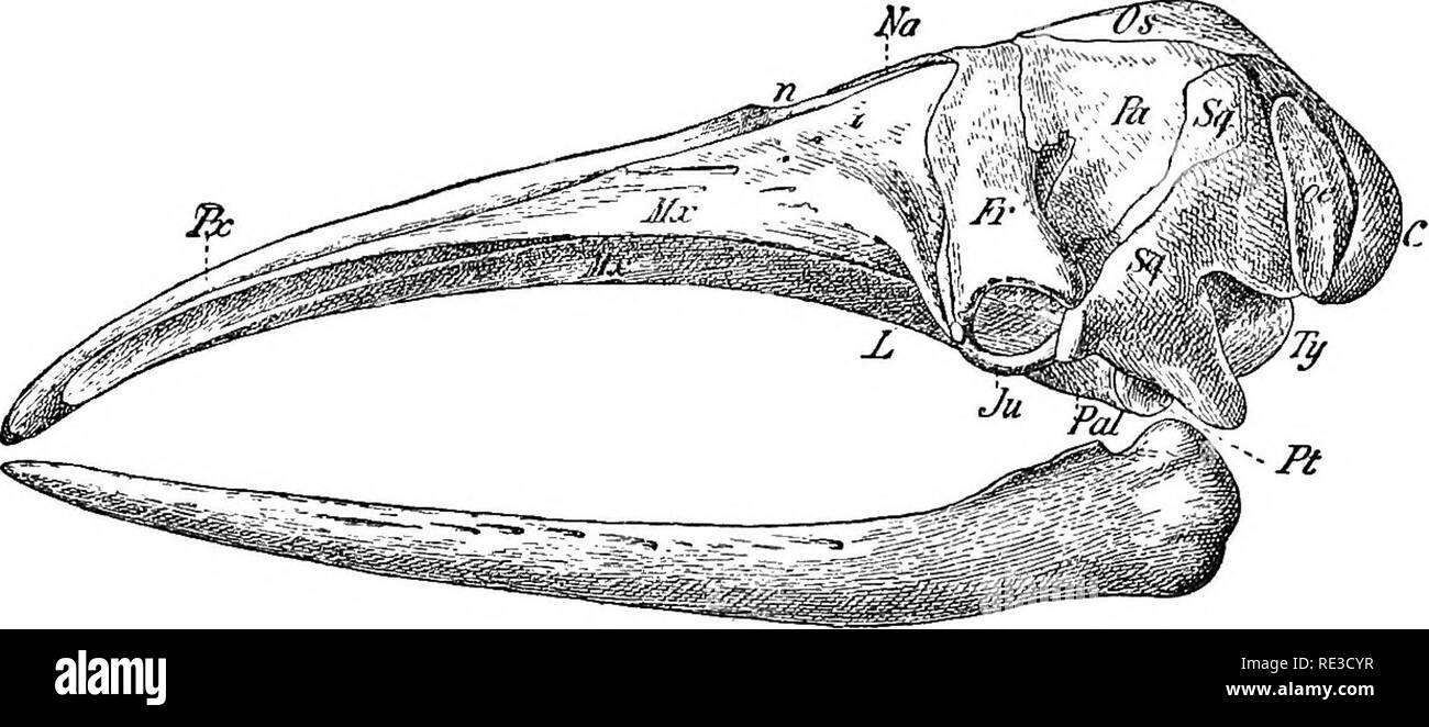 . Text book of zoology. Zoology. Fig. 418. Pig. 417. Skull of a Dolphin (Delphinus) from the side. Decreased.—Orig. Pig. 418. SkuU of a. Mystaoocete {Balaena japomca], fcetns. Decreased.—After Eschricht. 0 occipital condyle, Fr frontal, Ju jugal, L lachrymal. Mid maxilla, n naris, Na nasal, oe exoccipital, Os supraoocipital, Pa parietal, Pal palatine, Pt pterygoid, Pa! premaxUla, Sq squamosal, Ty tympanic bulla. in the BalsenopteridEe and some Odontoceti, on the other hand, they are all separate, the centra are flattened discs. Very few of the ribs are attached to the short sternum. The lumbar Stock Photo