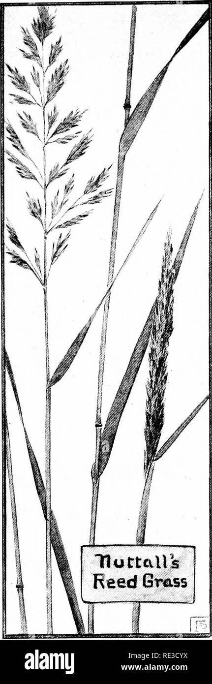 . The book of grasses; an illustrated guide to the common grasses, and the most common of the rushes and sedges. Grasses; Juncaceae; Cyperaceae. The Book of Grasses the flowers fade rapidly, leaving only pale-brown panicles of ripen- ing seeds. Occasionally the whole panicle fails to mature, and then the spikelets remain empty and faded. In the same wet meadows Nuttall's Reed-grass {Calama- grostis cinnoides) is found in midsummer. A stout, reed- like grass is this species, with broader leaves than Blue- joint, and with contracted panicles which in the sunlight look as if they had been dip- pe Stock Photo