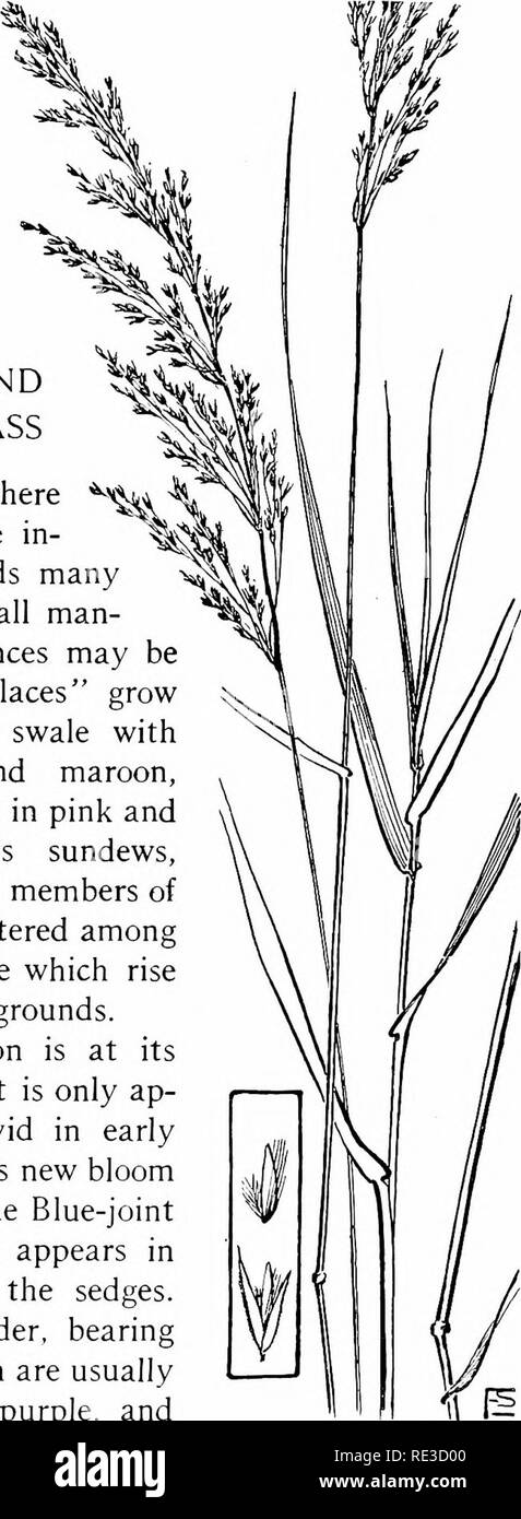 . The book of grasses; an illustrated guide to the common grasses, and the most common of the rushes and sedges. Grasses; Juncaceae; Cyperaceae. Illustrated Descriptions of the Grasses long or less. Scales 3; outer scales nearly equal, acute, rough on keels; flowering scale obtuse; palet minute. Stamens 3, anthers small. Dry or moist soil. June to August. Throughout nearly the whole of North America, except in the extreme north. BLUE-JOINT GRASS AND NUTTALL'S REED-GRASS Though that &quot;bank where the wild thyme blows&quot; be in- accessible, the country holds many a marshy meadow wherein all Stock Photo
